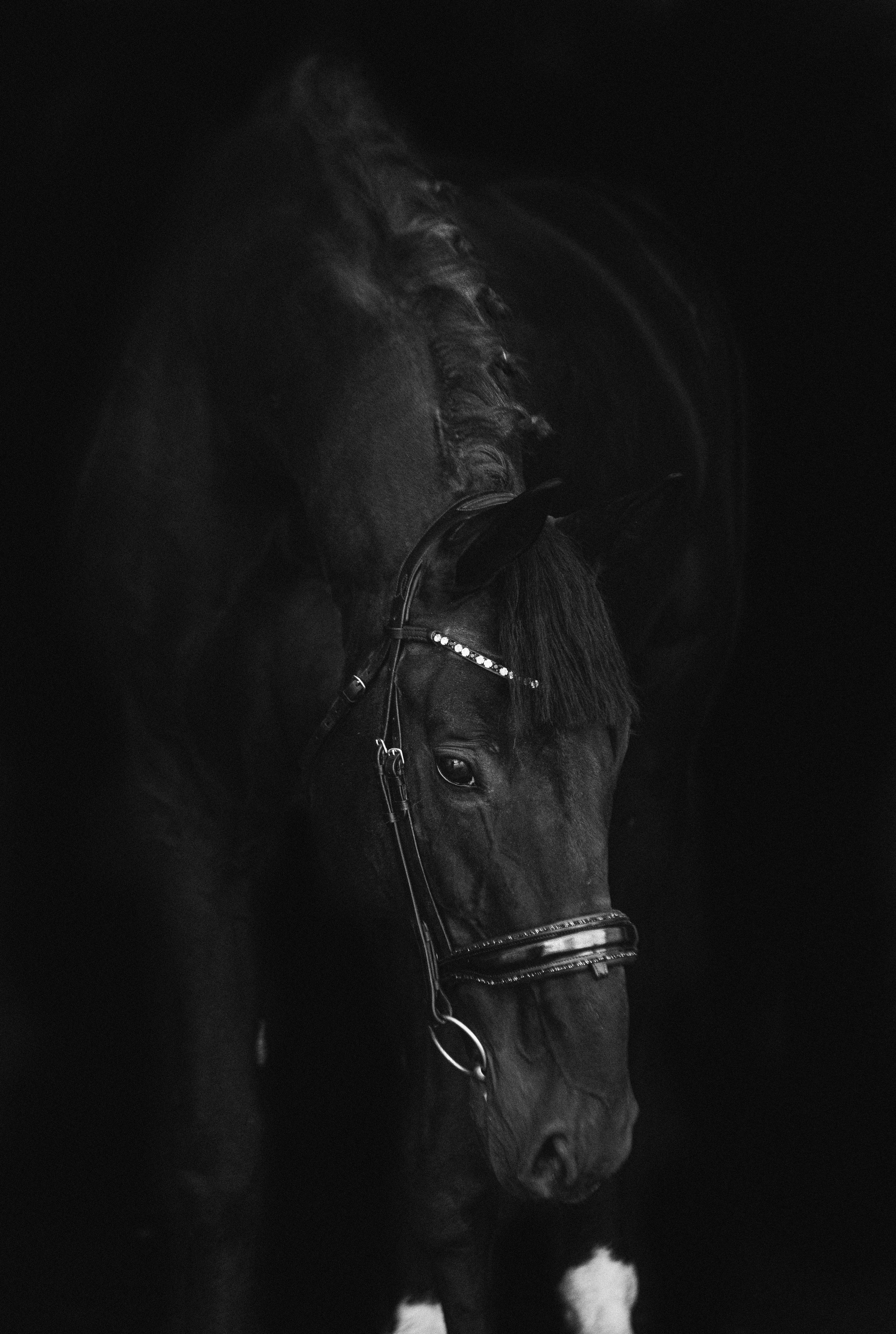 Портреты лошадей. Главная