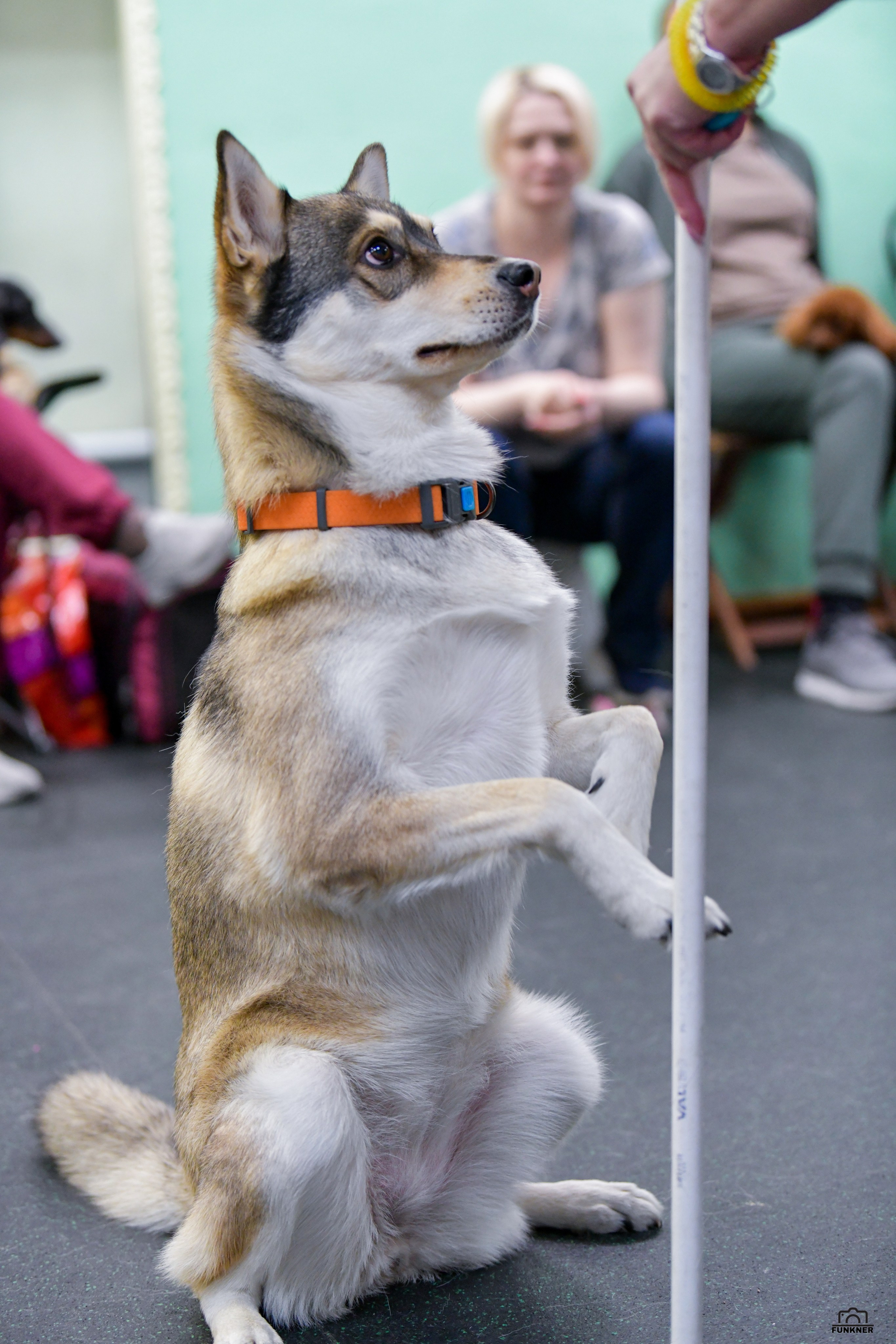 Кинологический клуб «Бодрый хвост». Свой взгляд через объектив