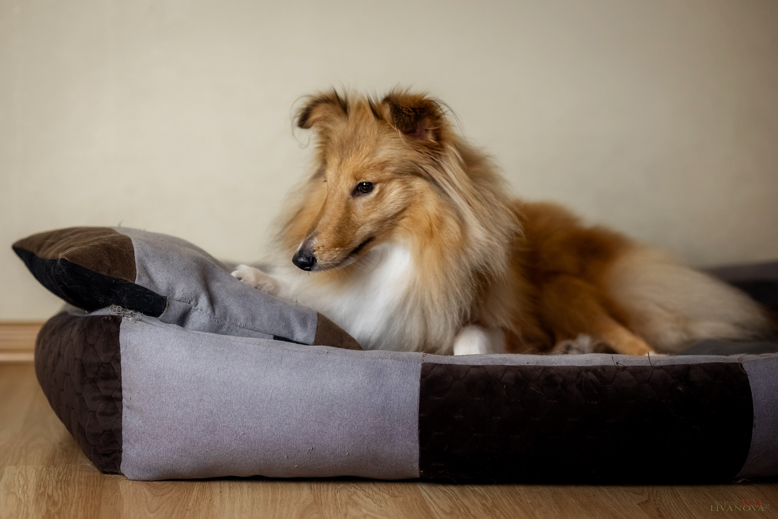 Ника. Фотограф анималист Аня Ливанова | Рыбинск