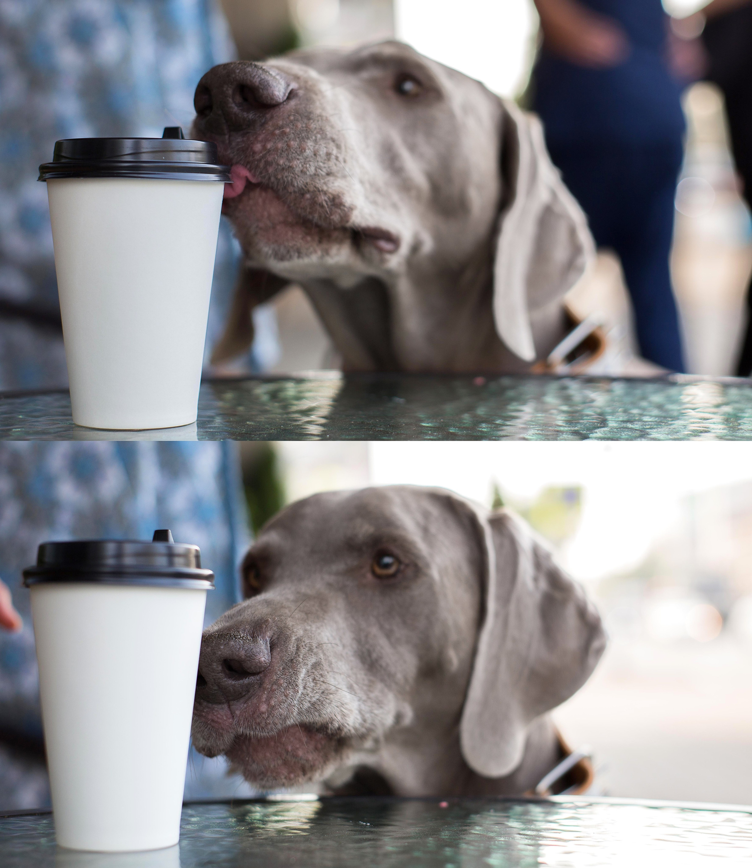 Евгения и Данте. Https://moshkovaphoto.ru/