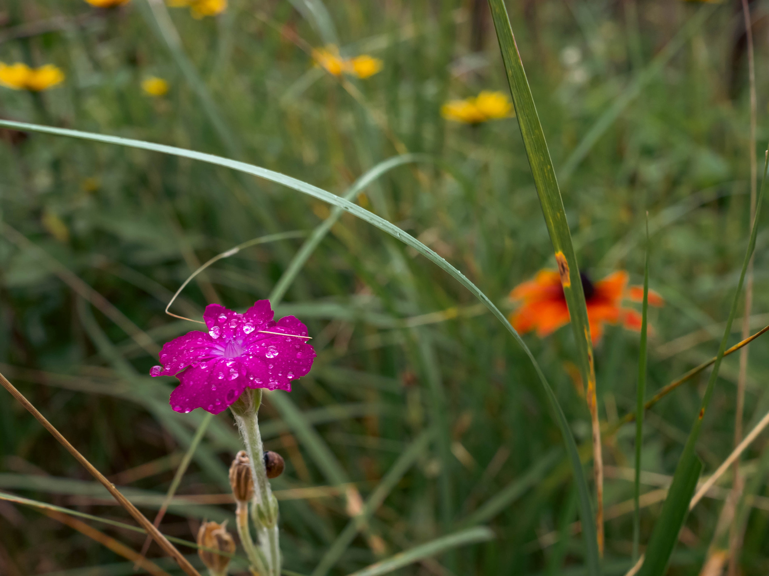 20230916 Дача. Дмитрий Ремизов. Фотография, как хобби
