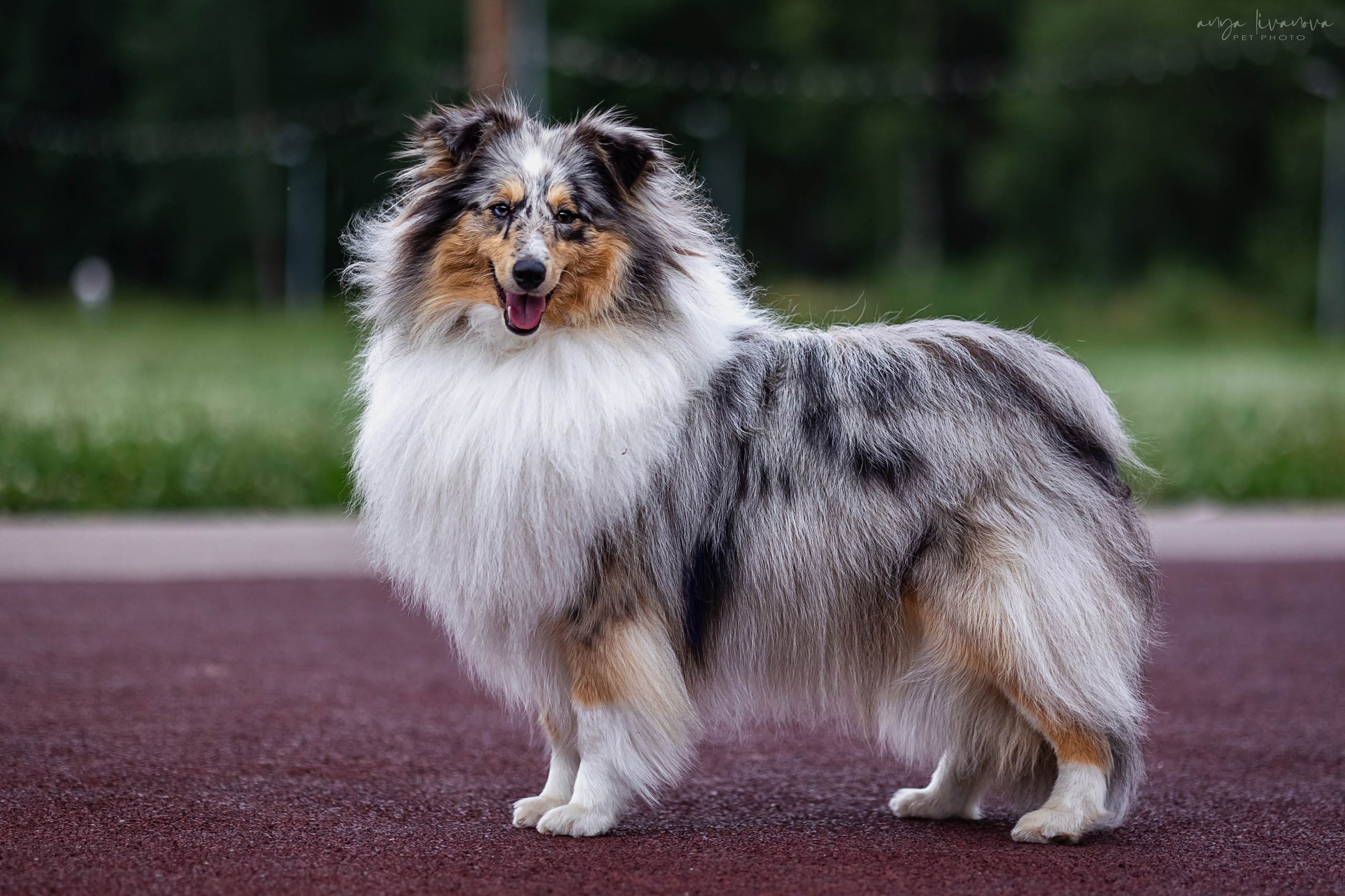 Шелти Мальвина и Марго. Фотограф анималист Аня Ливанова | Рыбинск