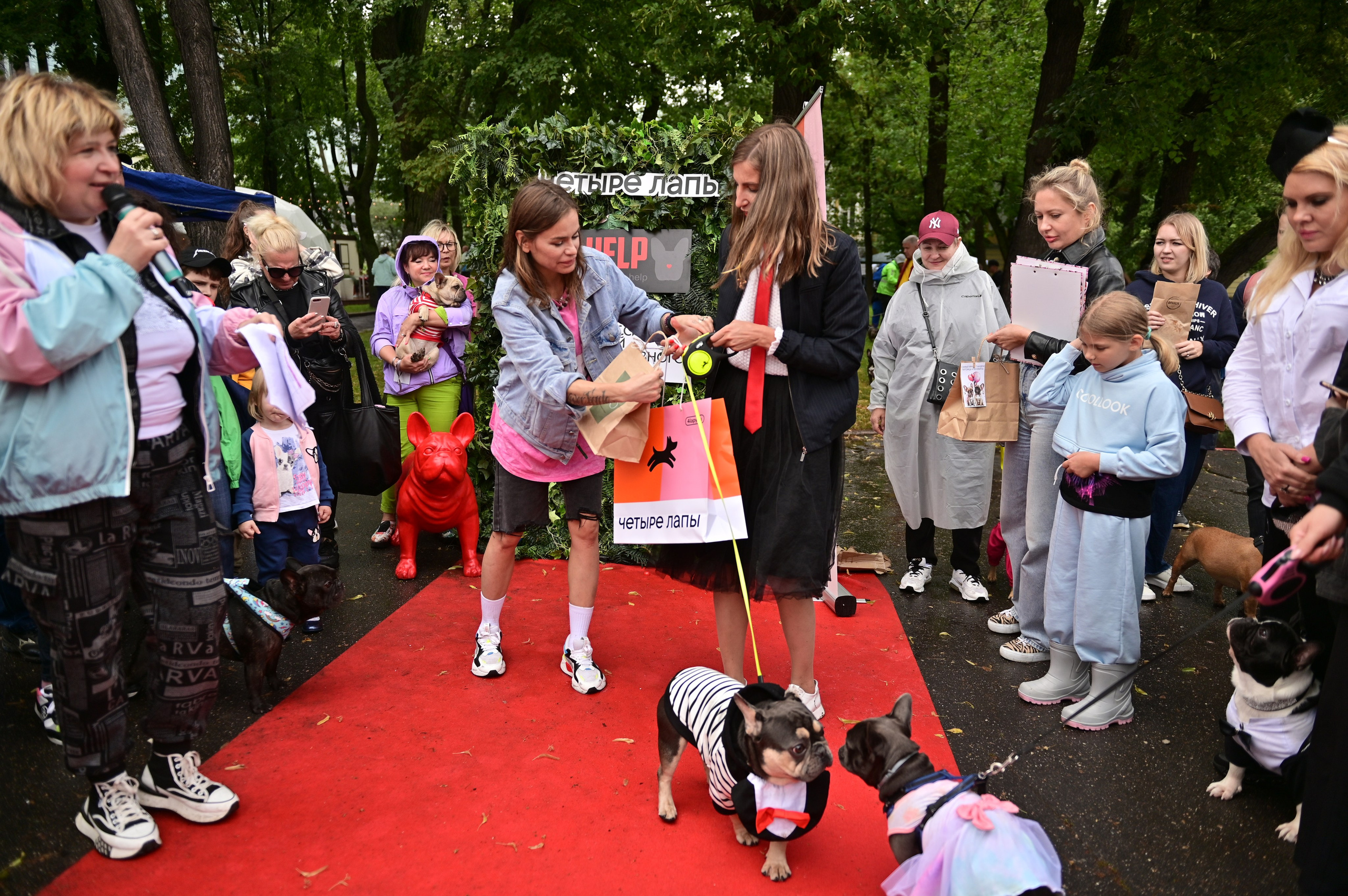 Парад французский бульдогов. Анна Пушина, фотограф, Москва, Королев, Пушкино