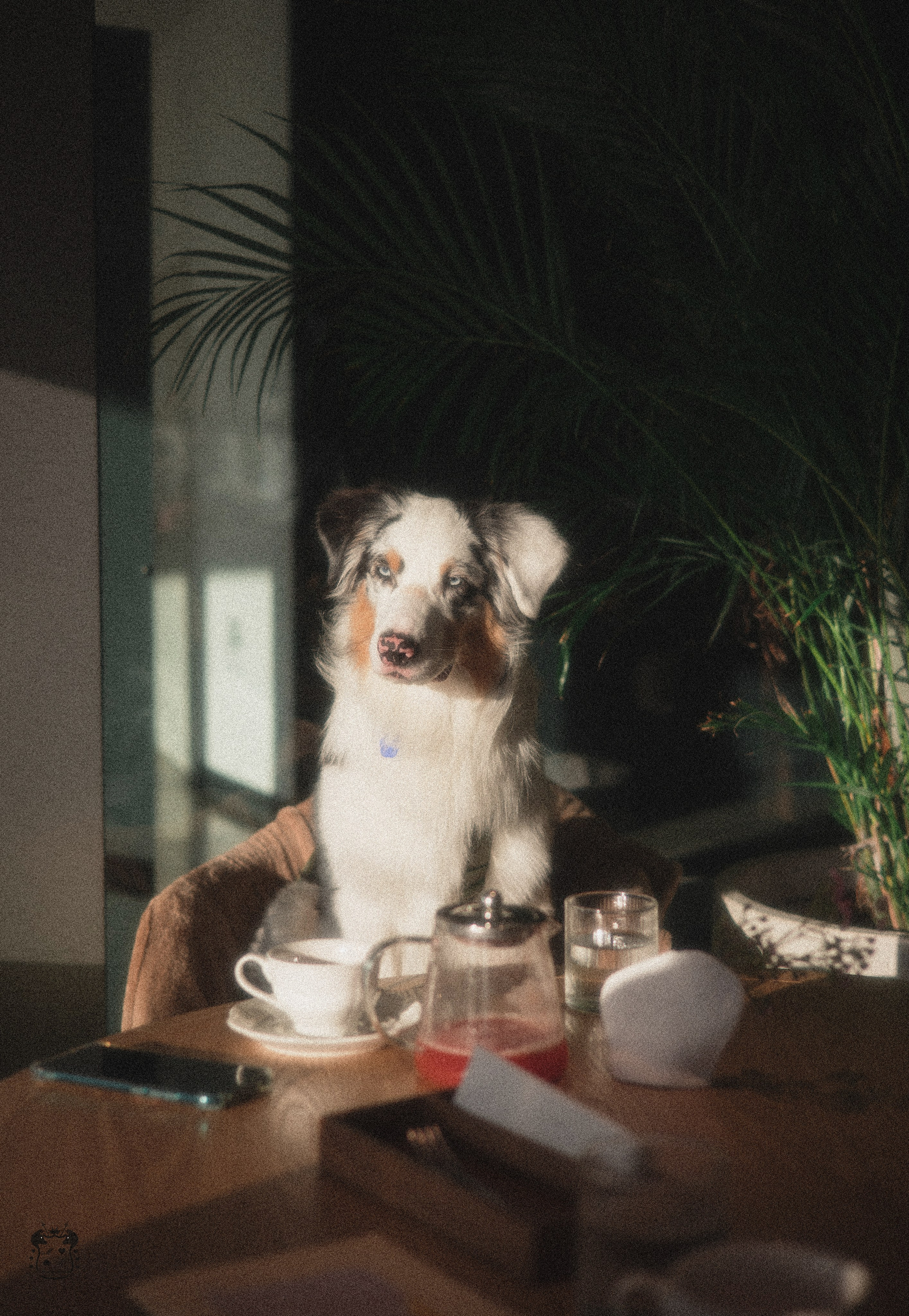 Портфолио. Фотограф-анималист в Екатеринбурге Марина Шишкина