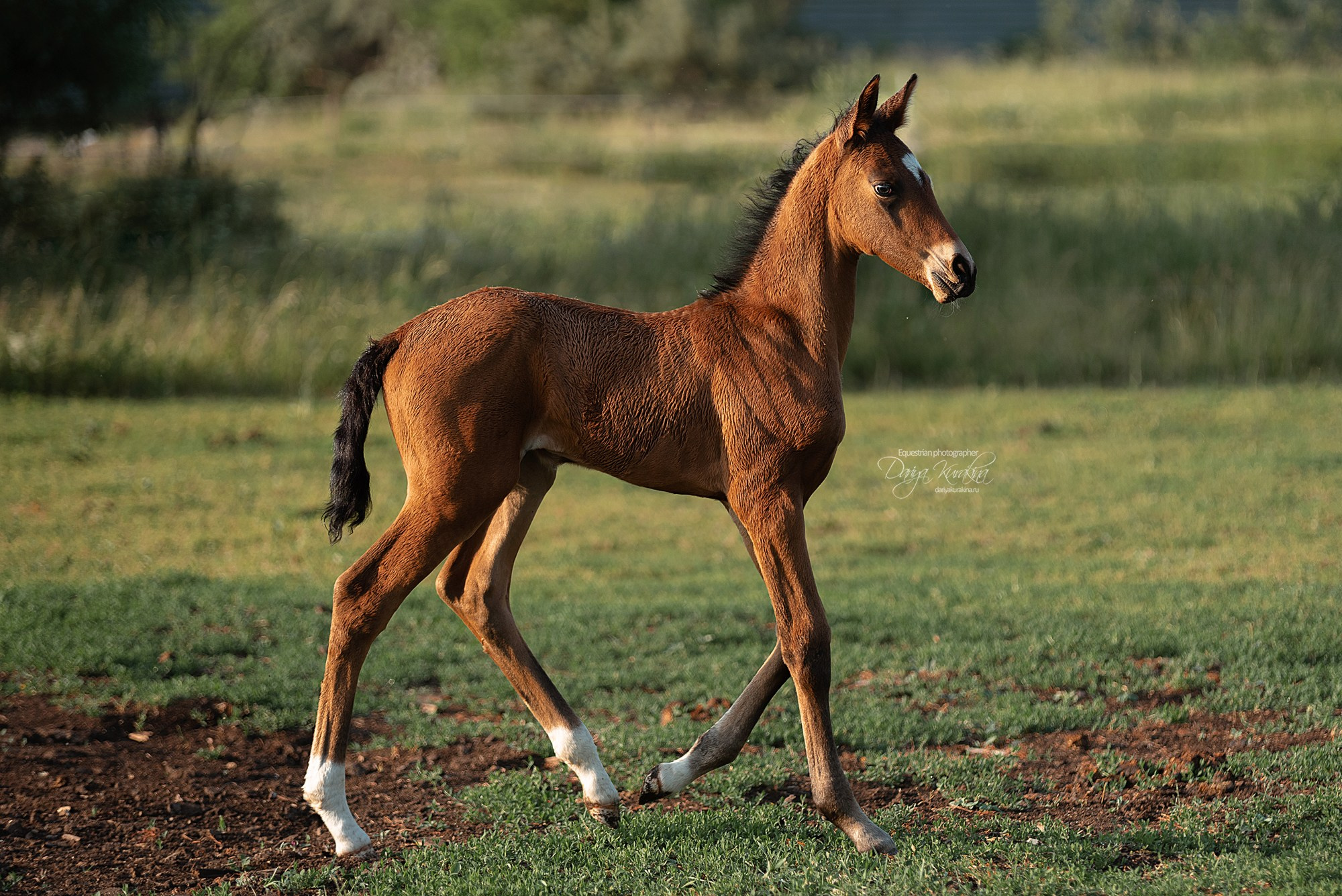 Малышка Кэндис. Конный фотограф Куракина Дарья • Фотосессии с лошадьми
