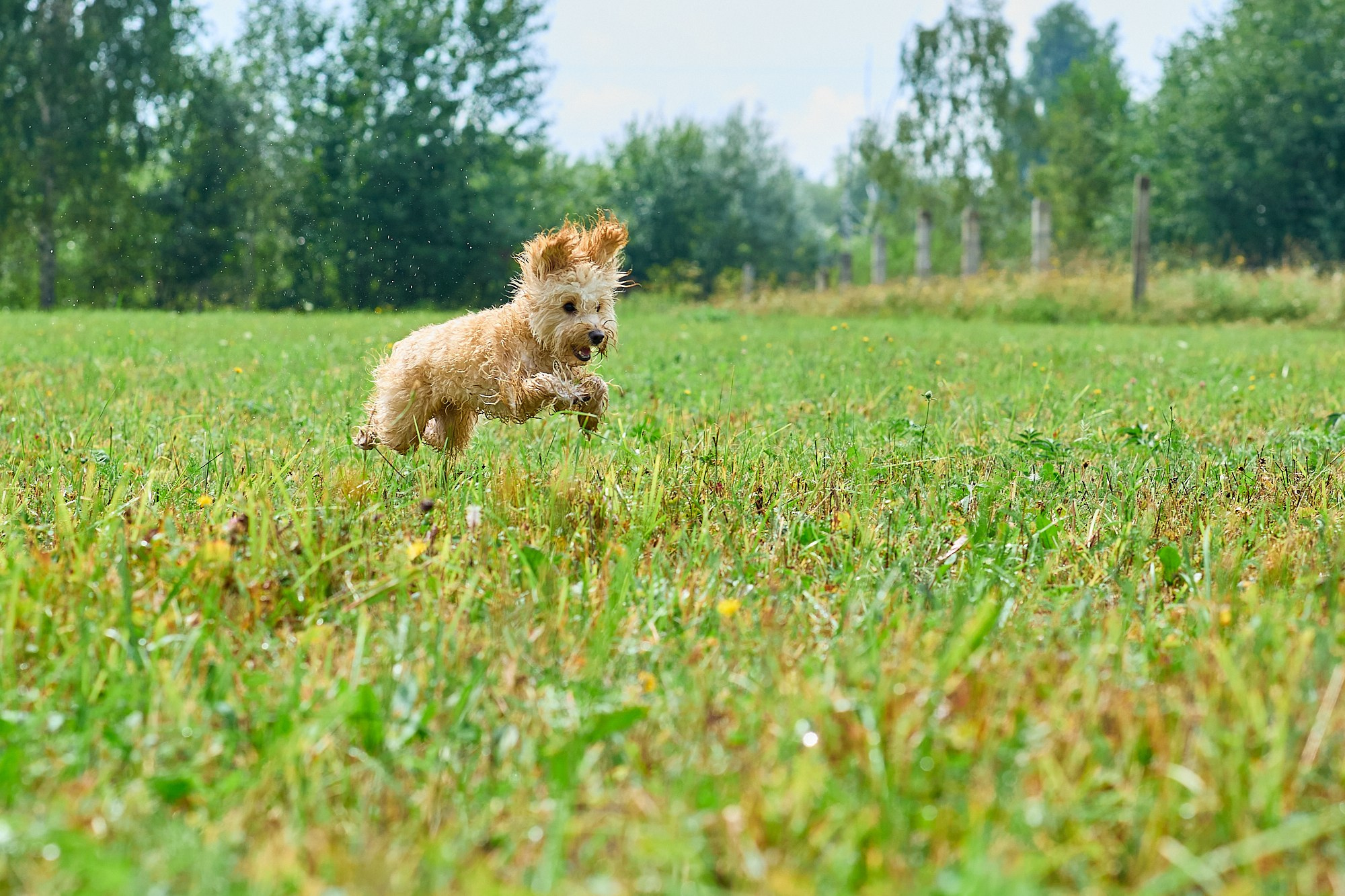 Мокрая от травы и неугомонная Бонечка. Любовь Гальцова — свадебный, семейный, детский фотограф в городе Кемерово и Кемеровской области