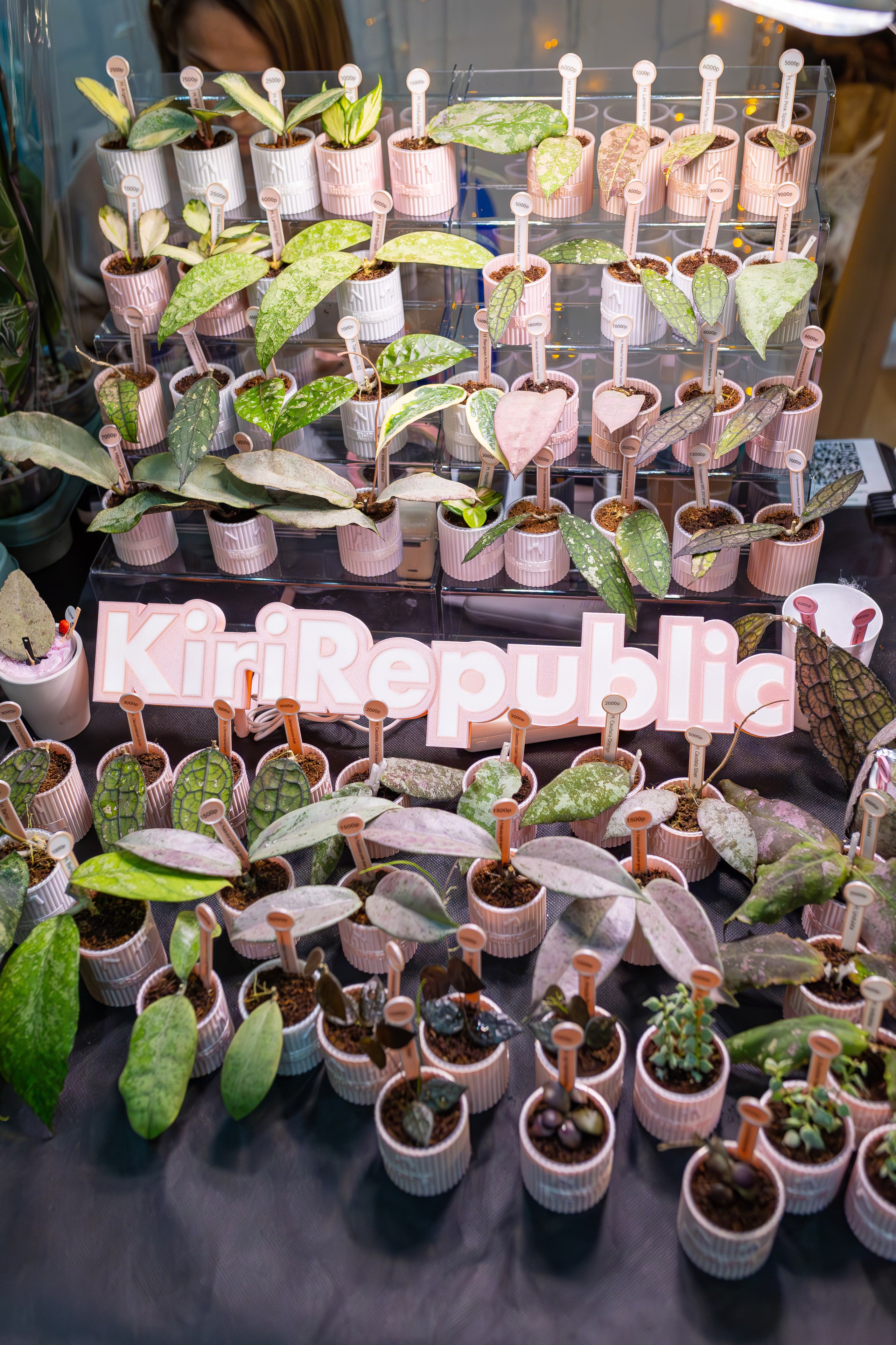 Орхидиум 12.2025. Александра Куликова фотограф, Москва