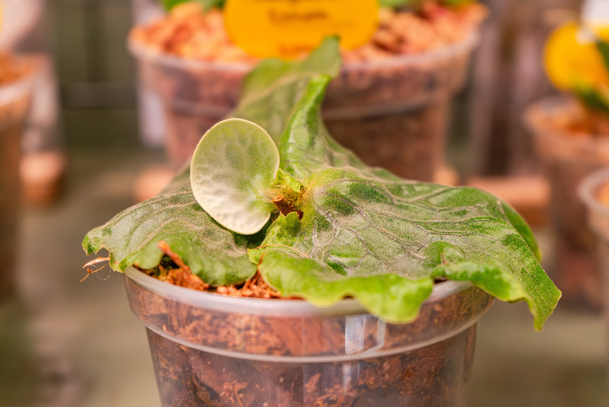 Make more plants. Александра Куликова фотограф, Москва