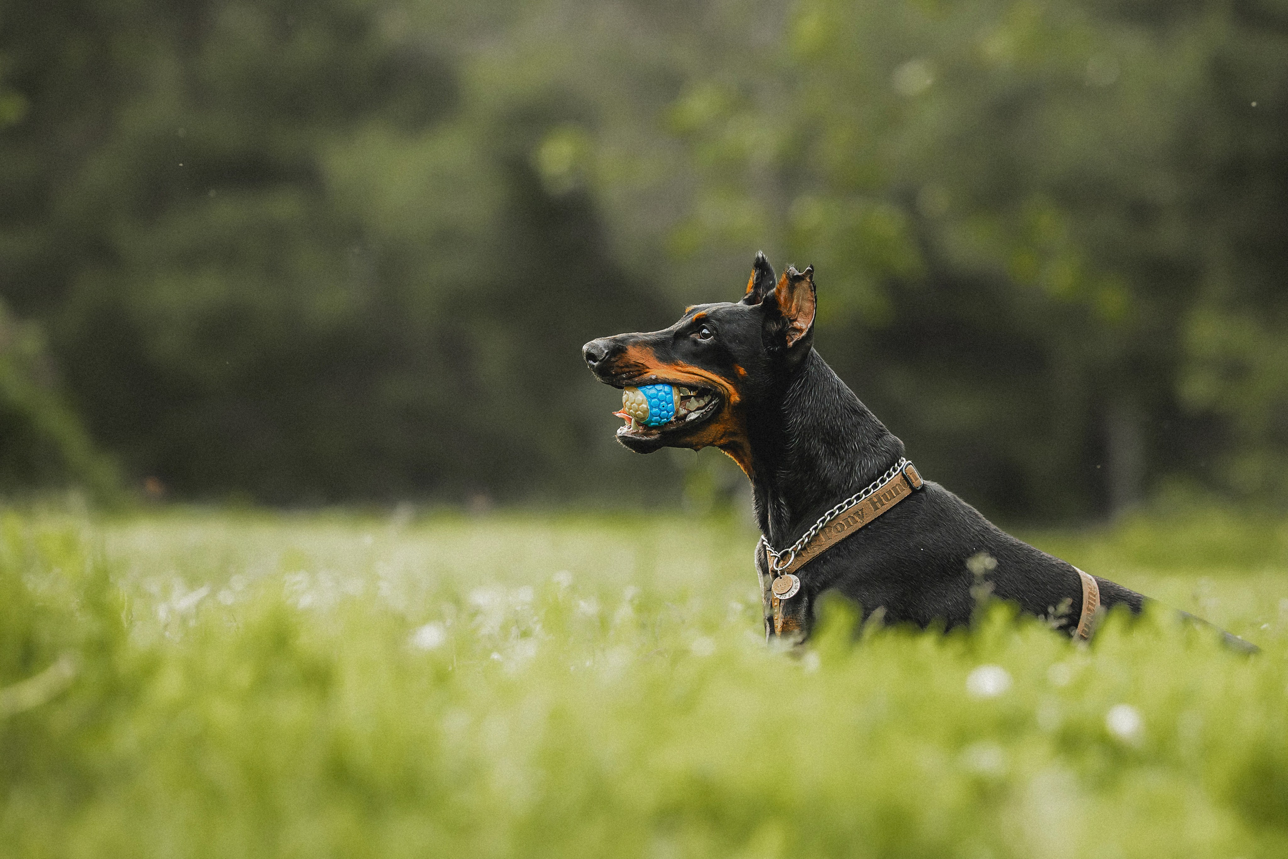Паша, Хайди и Тея