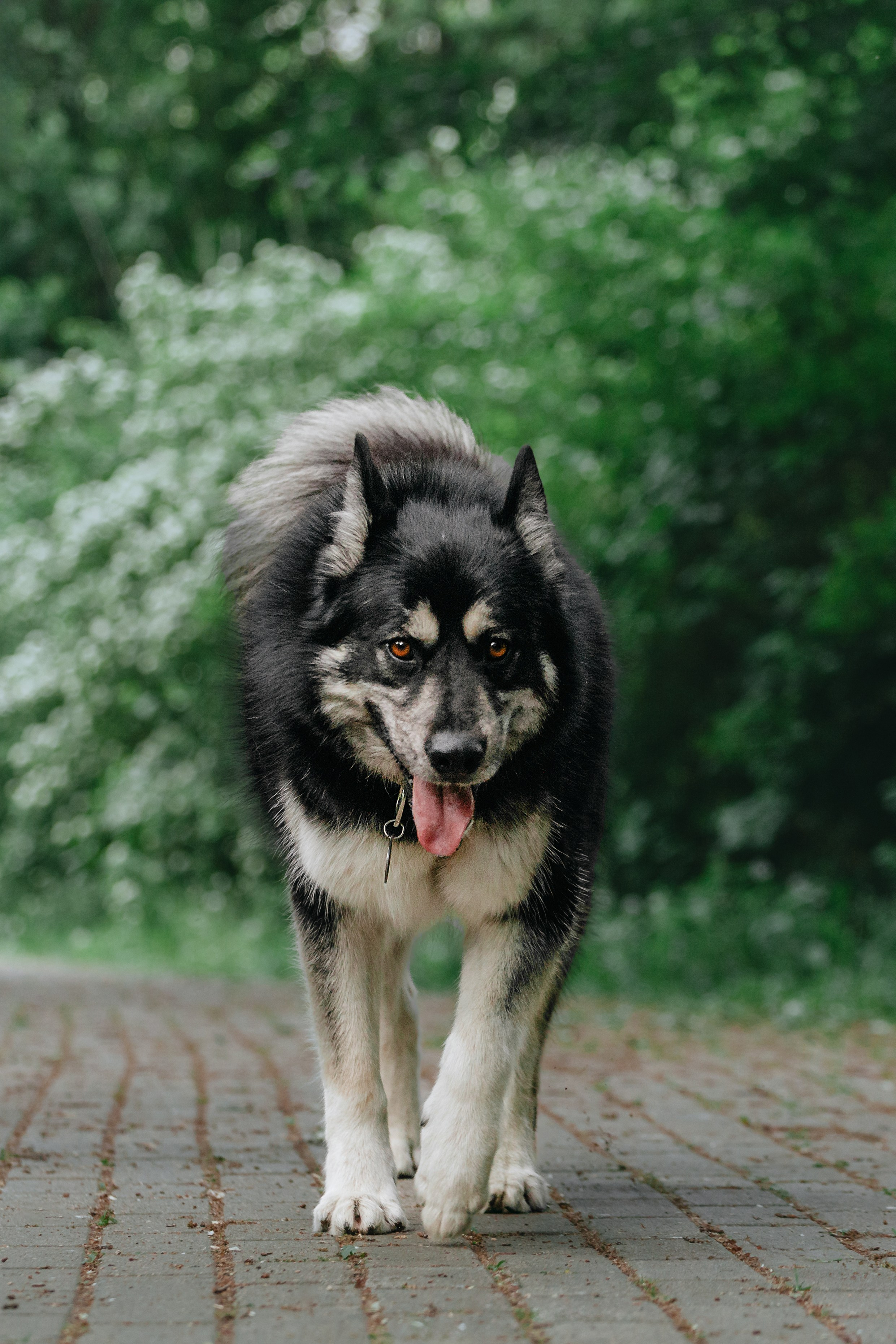 Собаки из приюта Дубовая роща лето 2025. Фотограф-анималист Татьяна Степанова