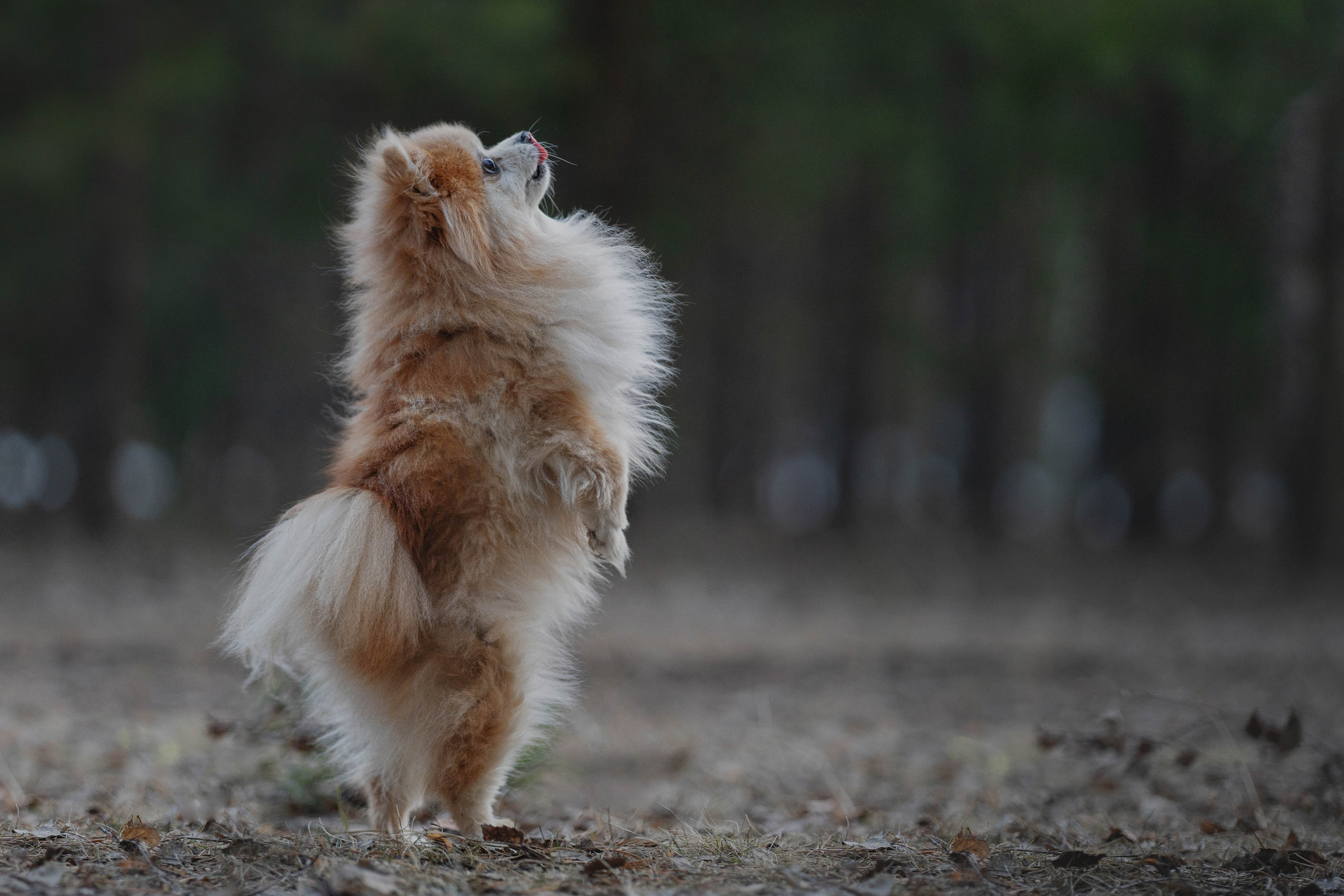 Настя + Бакс (история дружбы). Kameramotor74