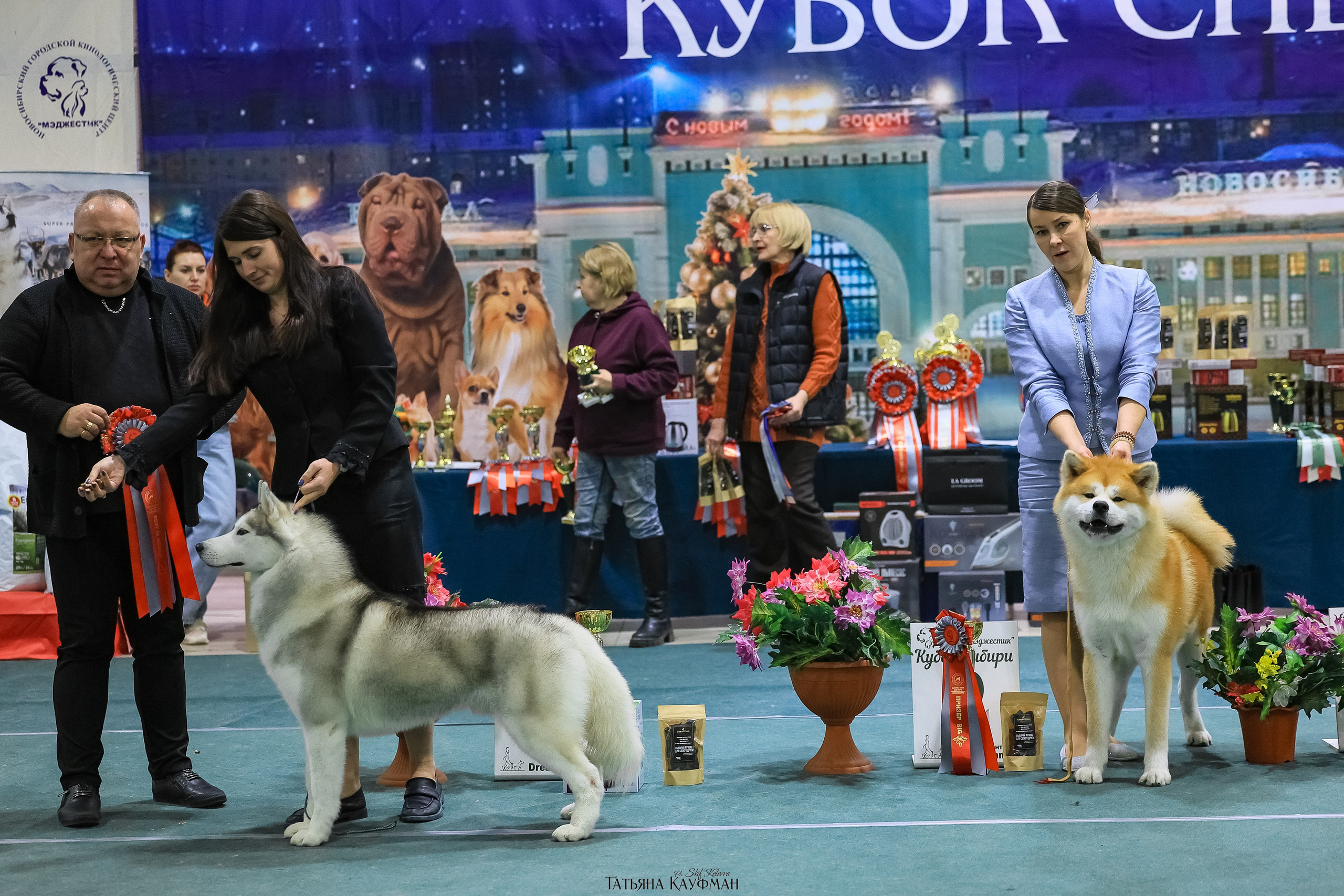 6-7.12.25 — 1-4 Национальные выставки собак в Новосибирске (2х рейтинговые). Фотограф Анималист из Новосибирска Татьяна Кауфман