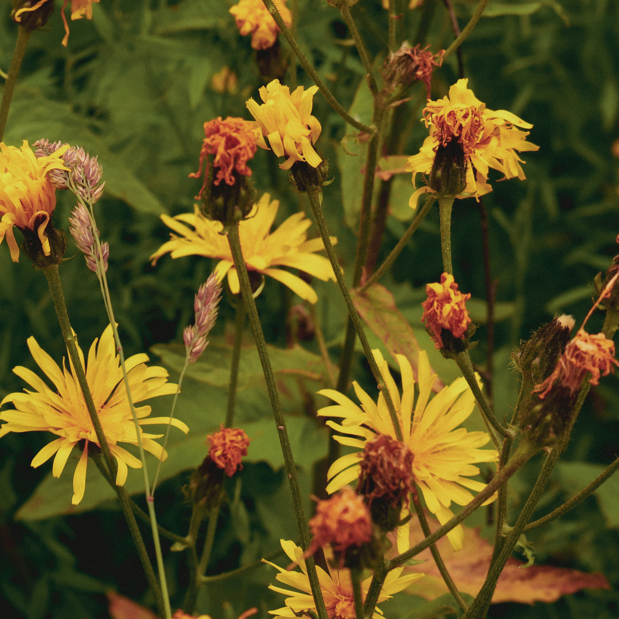 Summer hike. Фотограф/дизайнер в Екатеринбурге Хитрый Дмитрий