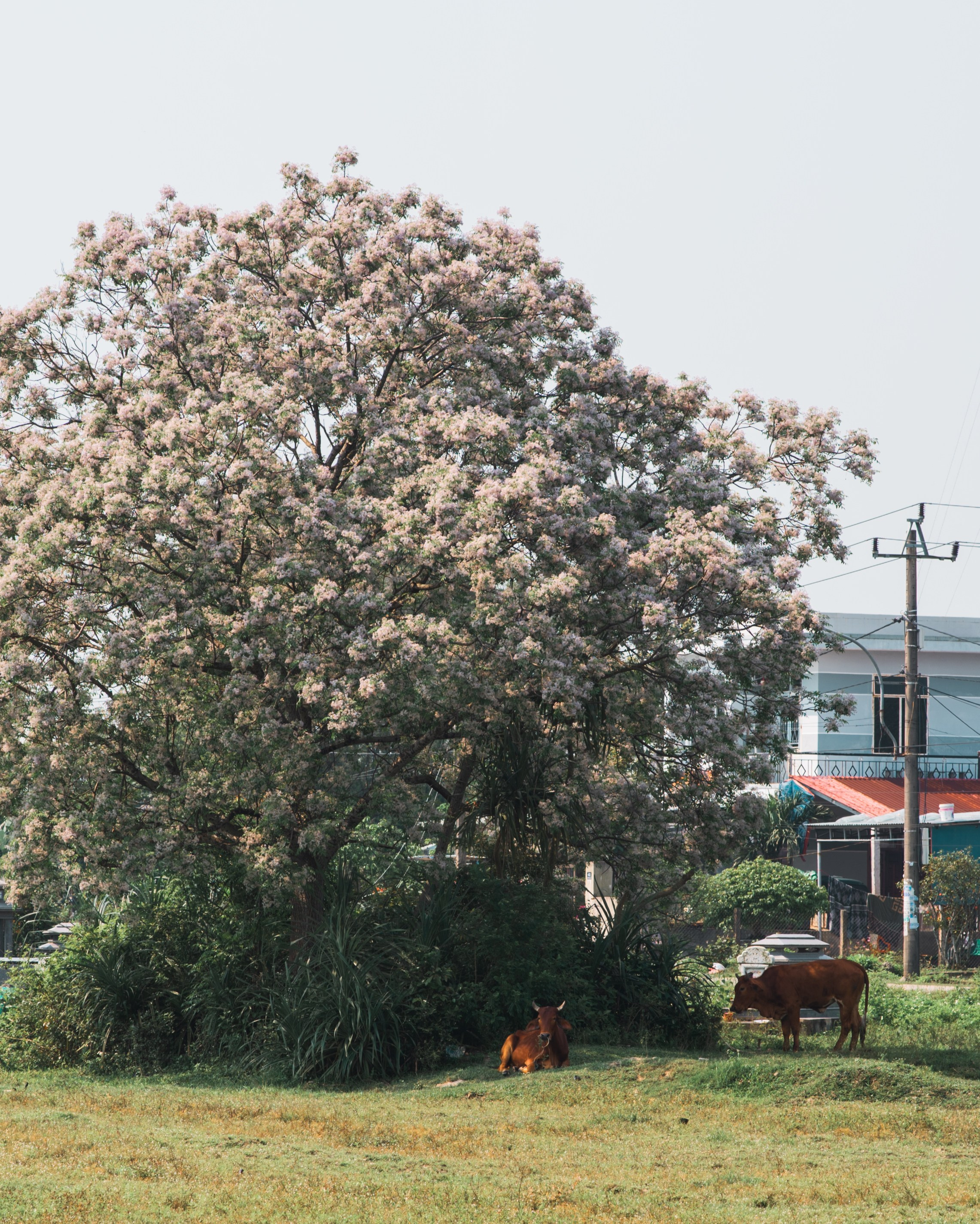 Other. Orunek photo (portrait photographer in Da Nang)