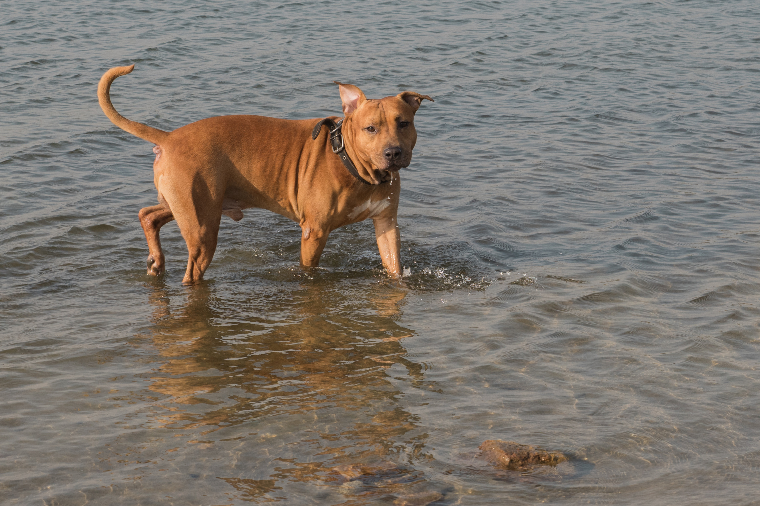 Лера —прогулка на озере с Гектором. Свадебный и семейный фотограф в Ставрополе Евгения Кузьмичева