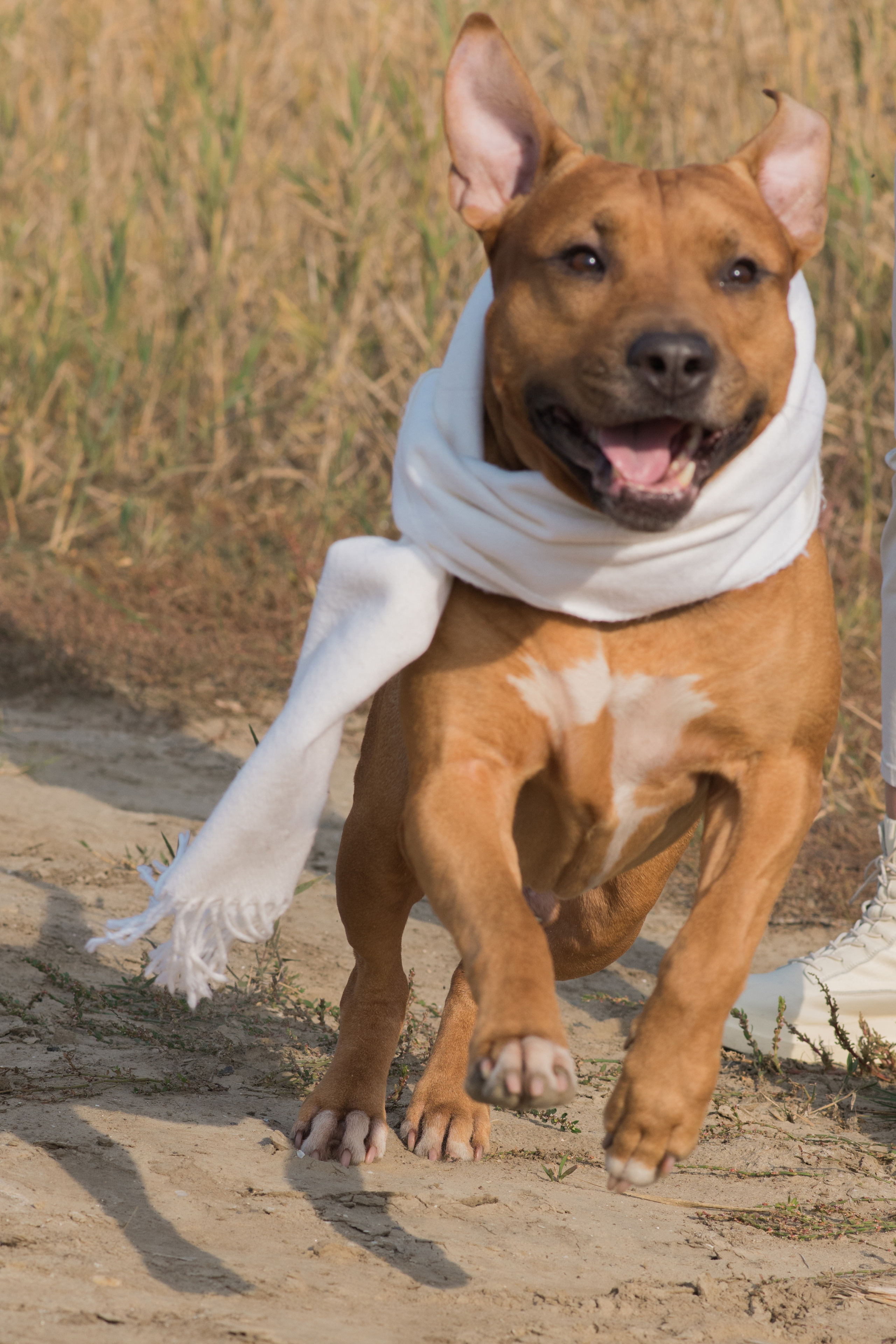 Лера —прогулка на озере с Гектором. Свадебный и семейный фотограф в Ставрополе Евгения Кузьмичева