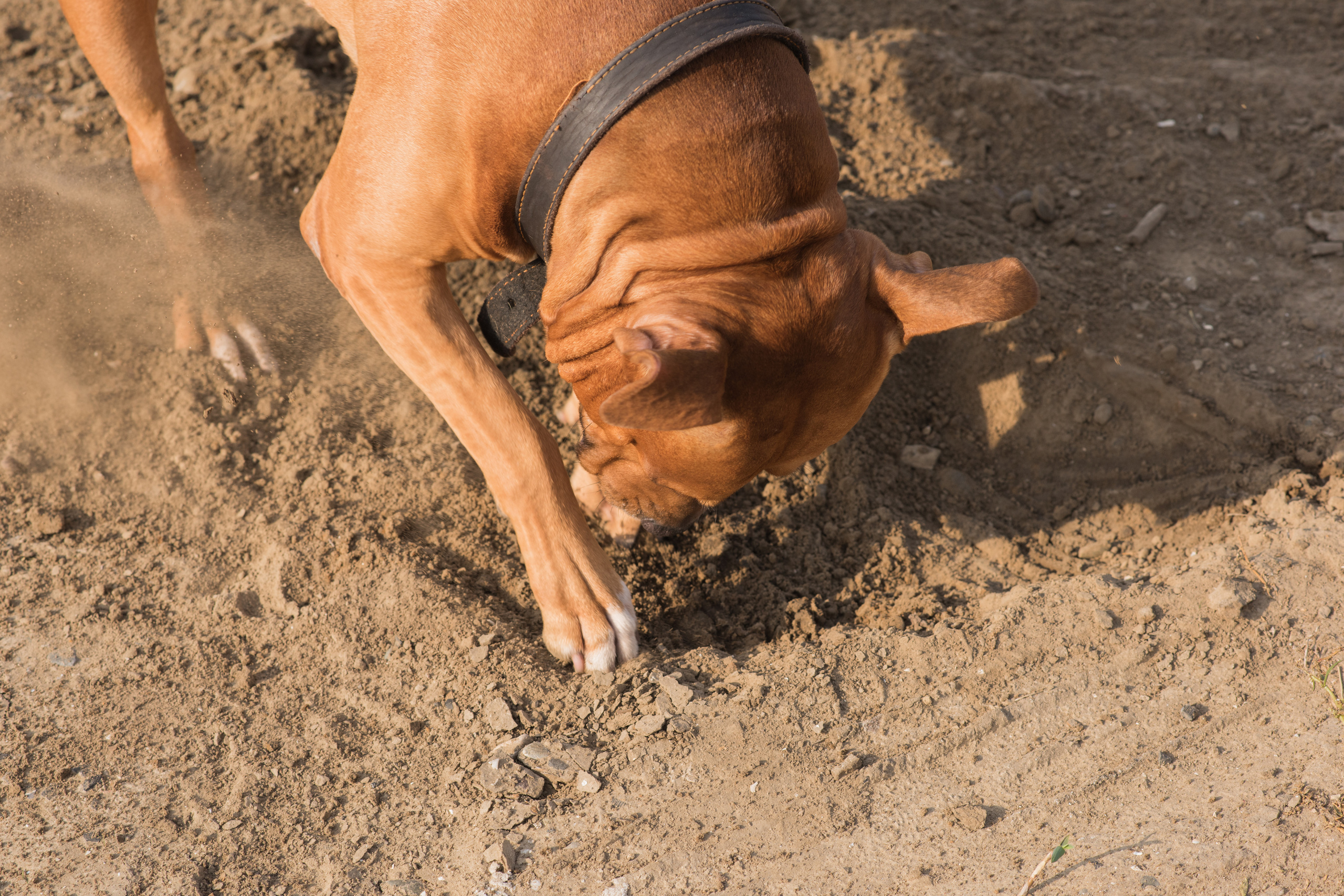 Лера —прогулка на озере с Гектором. Свадебный и семейный фотограф в Ставрополе Евгения Кузьмичева