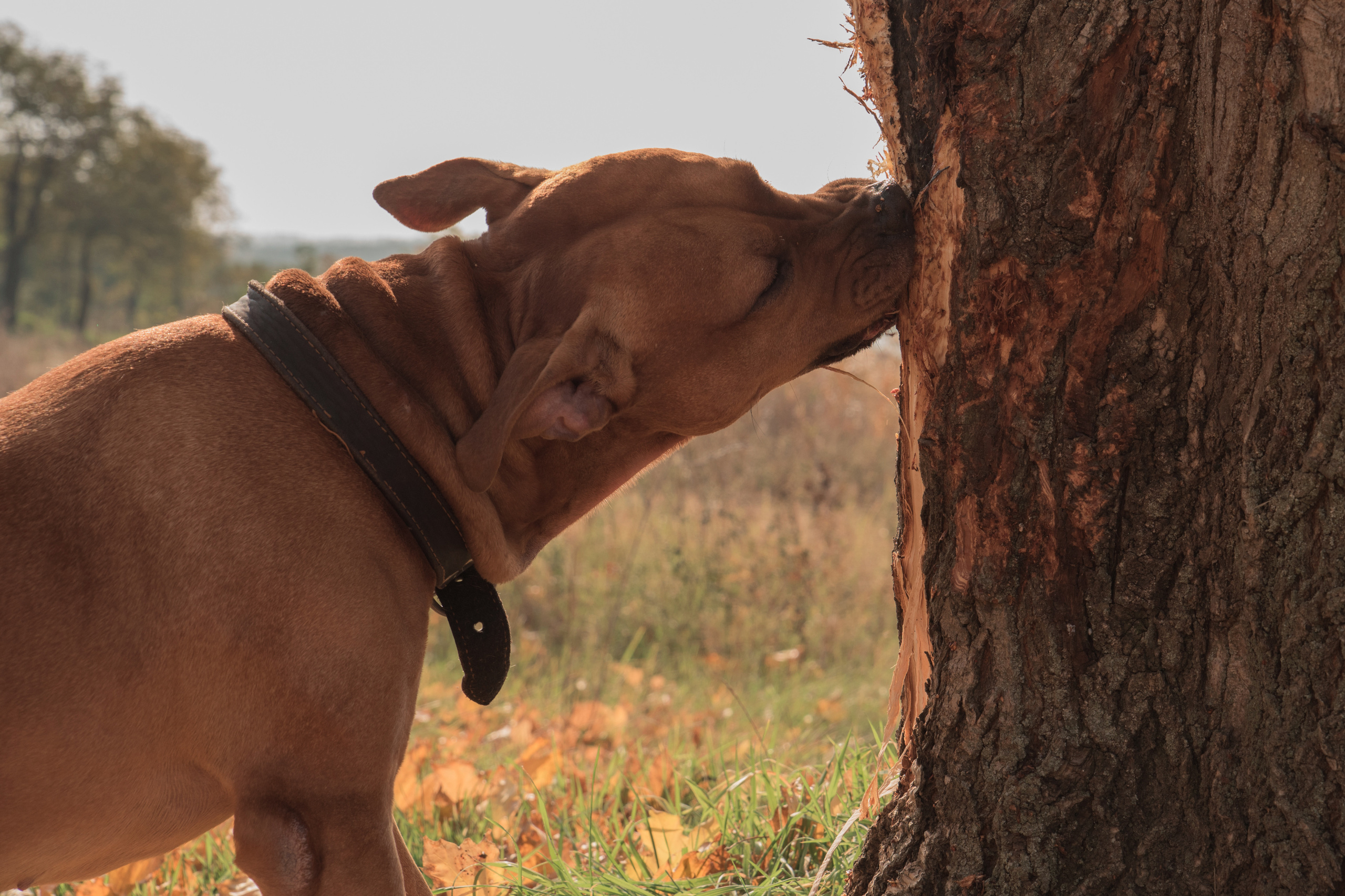 Лера —прогулка на озере с Гектором. Свадебный и семейный фотограф в Ставрополе Евгения Кузьмичева