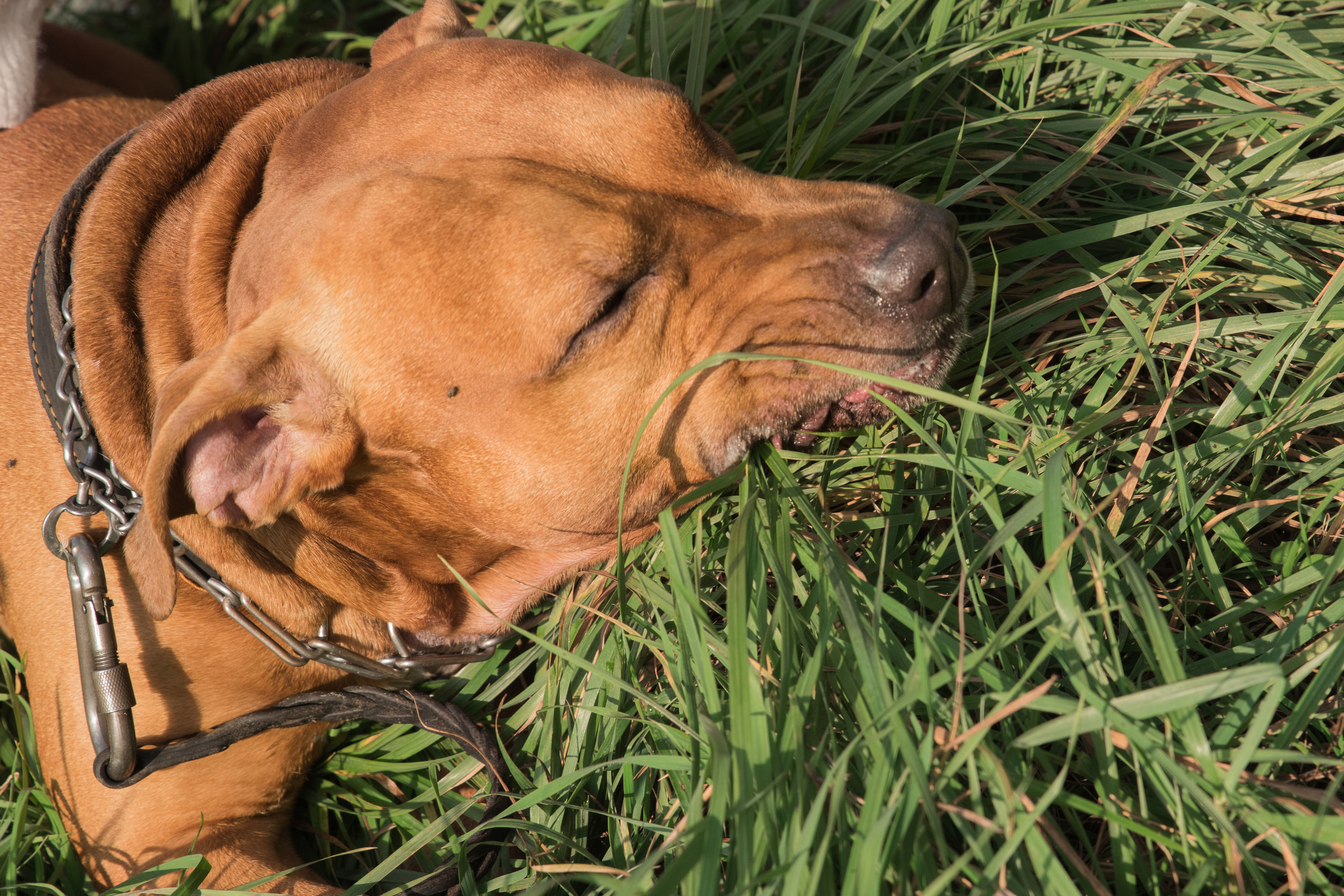 Лера —прогулка на озере с Гектором. Свадебный и семейный фотограф в Ставрополе Евгения Кузьмичева