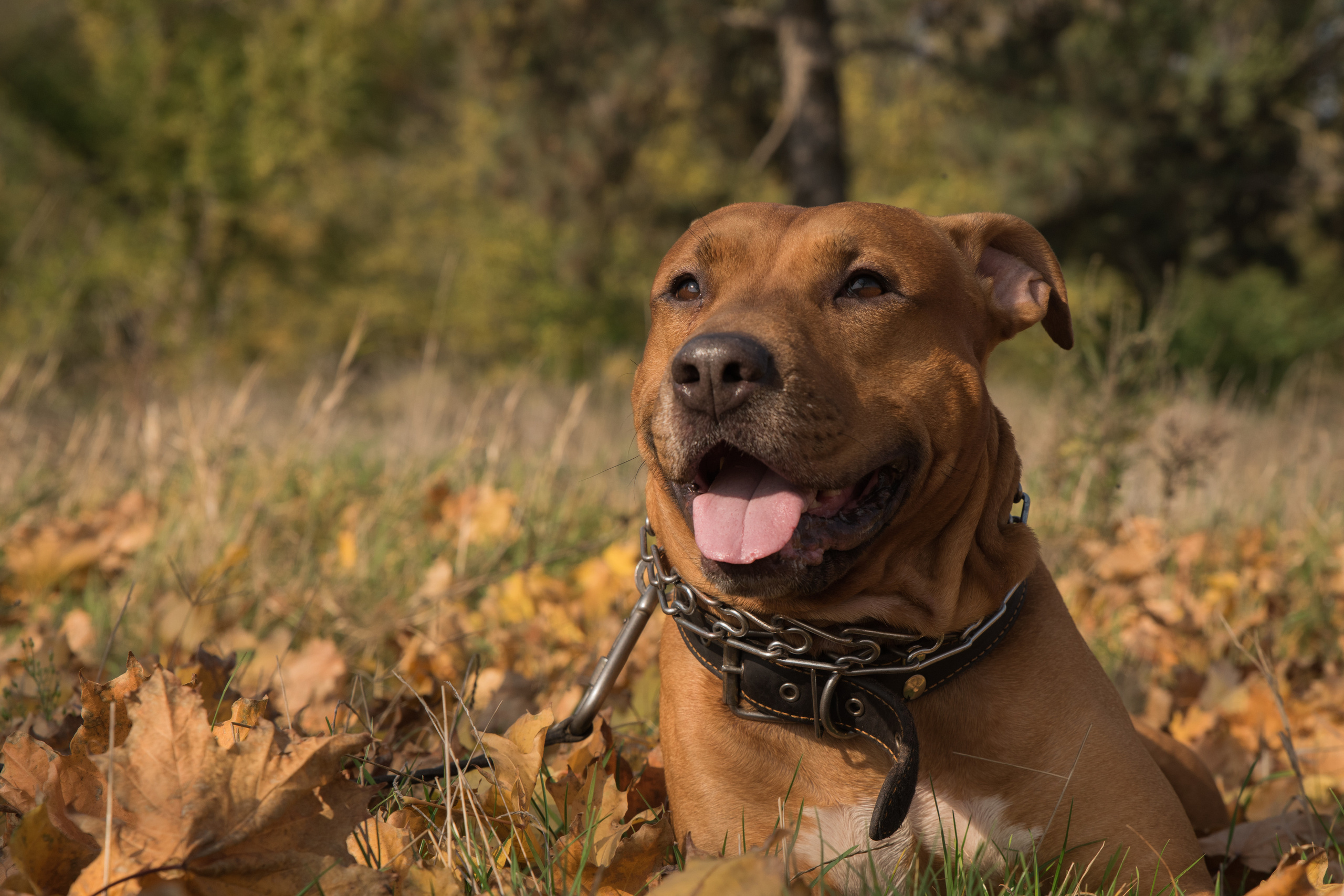 Лера —прогулка на озере с Гектором. Свадебный и семейный фотограф в Ставрополе Евгения Кузьмичева