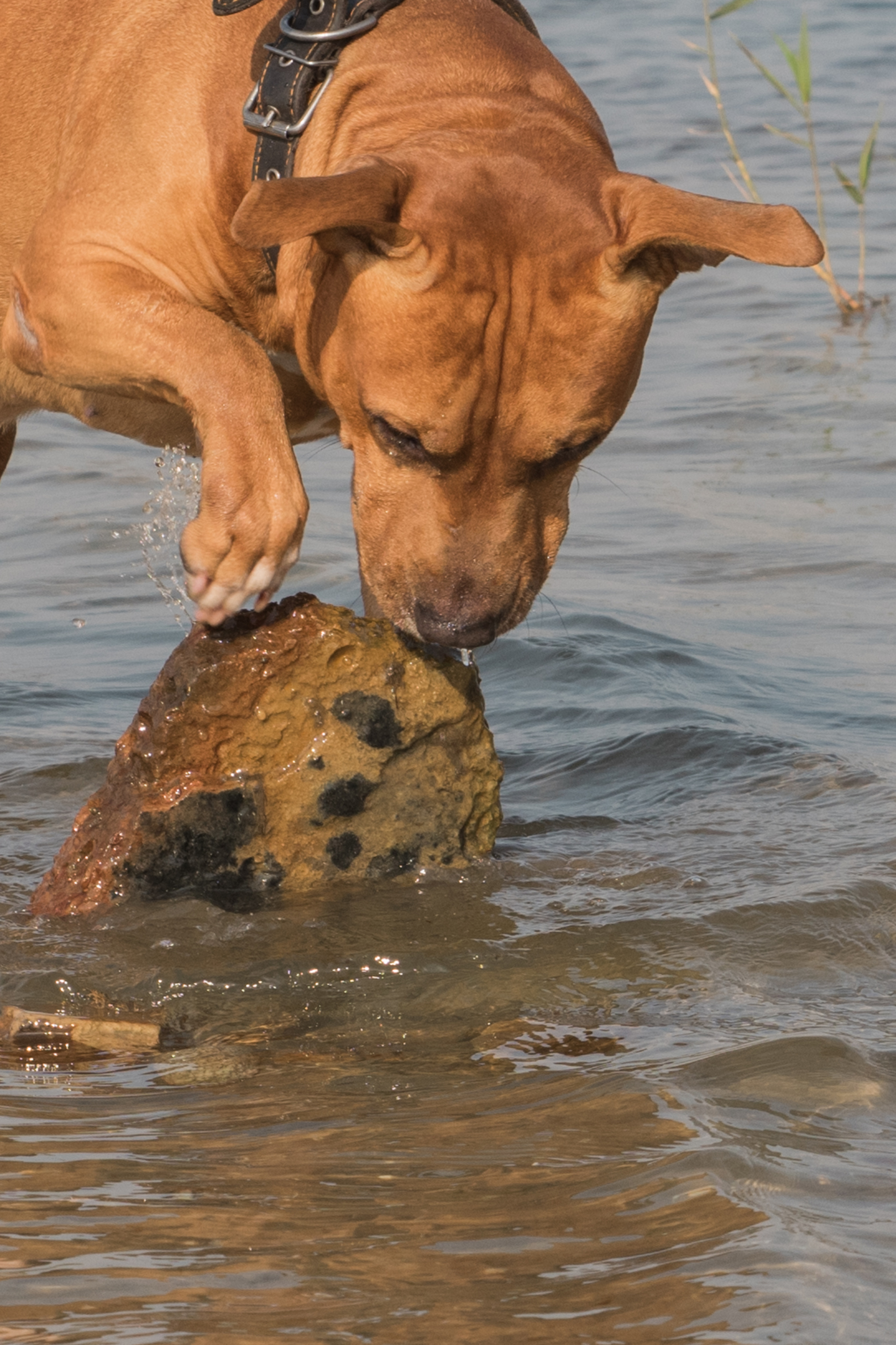 Лера —прогулка на озере с Гектором. Свадебный и семейный фотограф в Ставрополе Евгения Кузьмичева