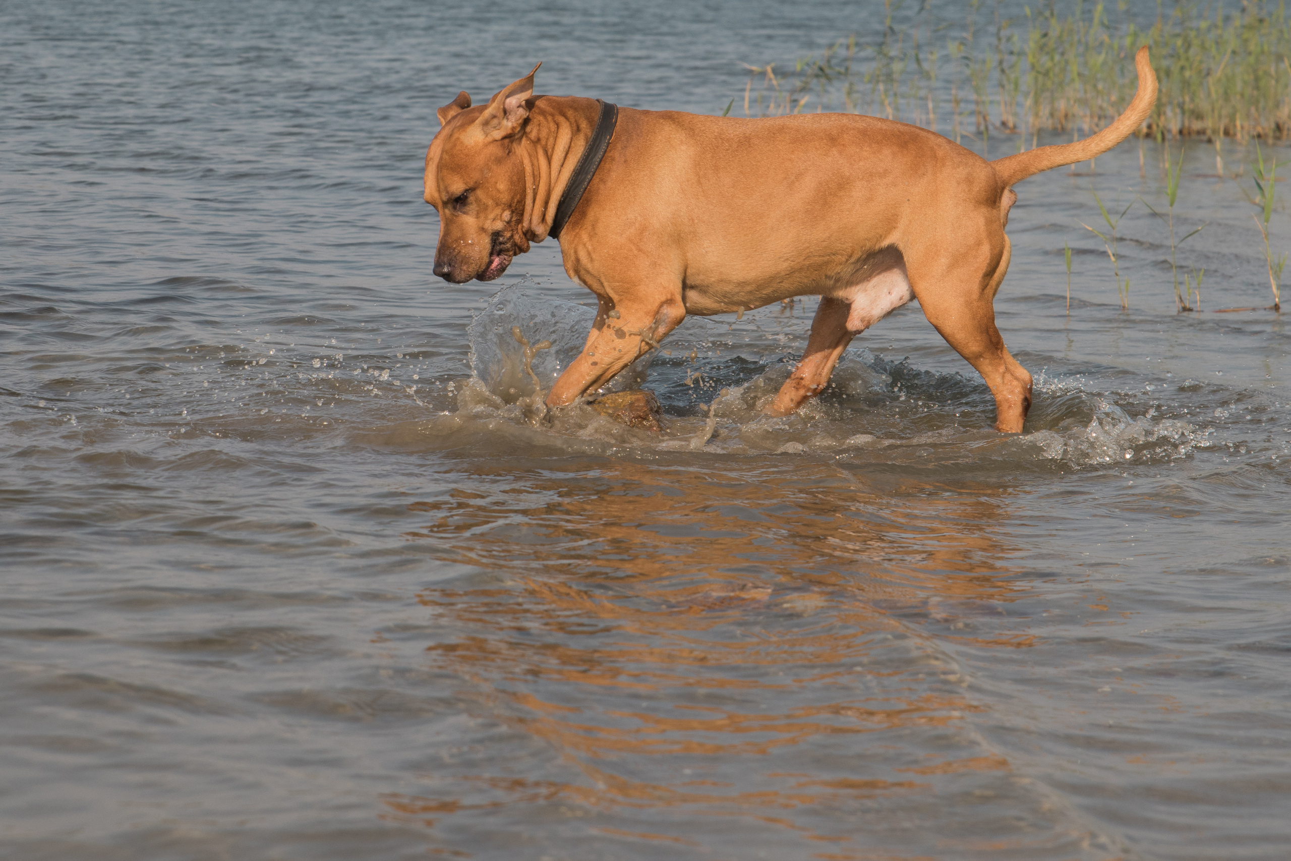 Лера —прогулка на озере с Гектором. Свадебный и семейный фотограф в Ставрополе Евгения Кузьмичева