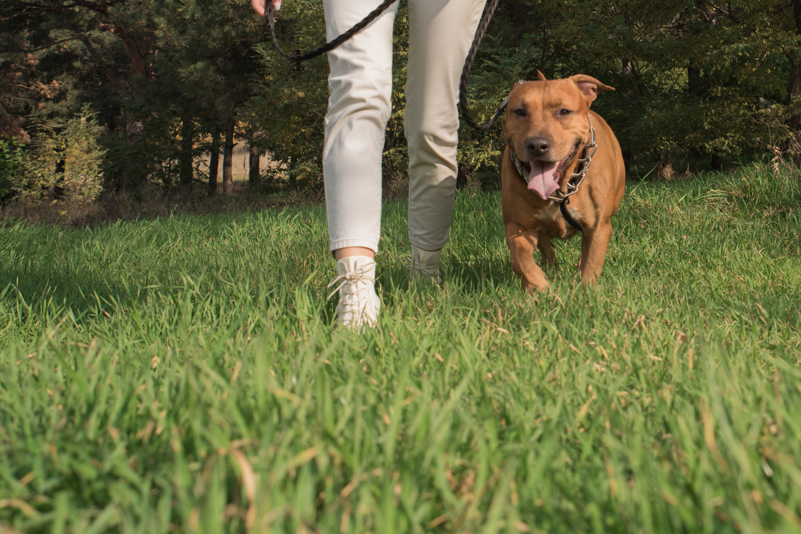 Лера —прогулка на озере с Гектором. Свадебный и семейный фотограф в Ставрополе Евгения Кузьмичева