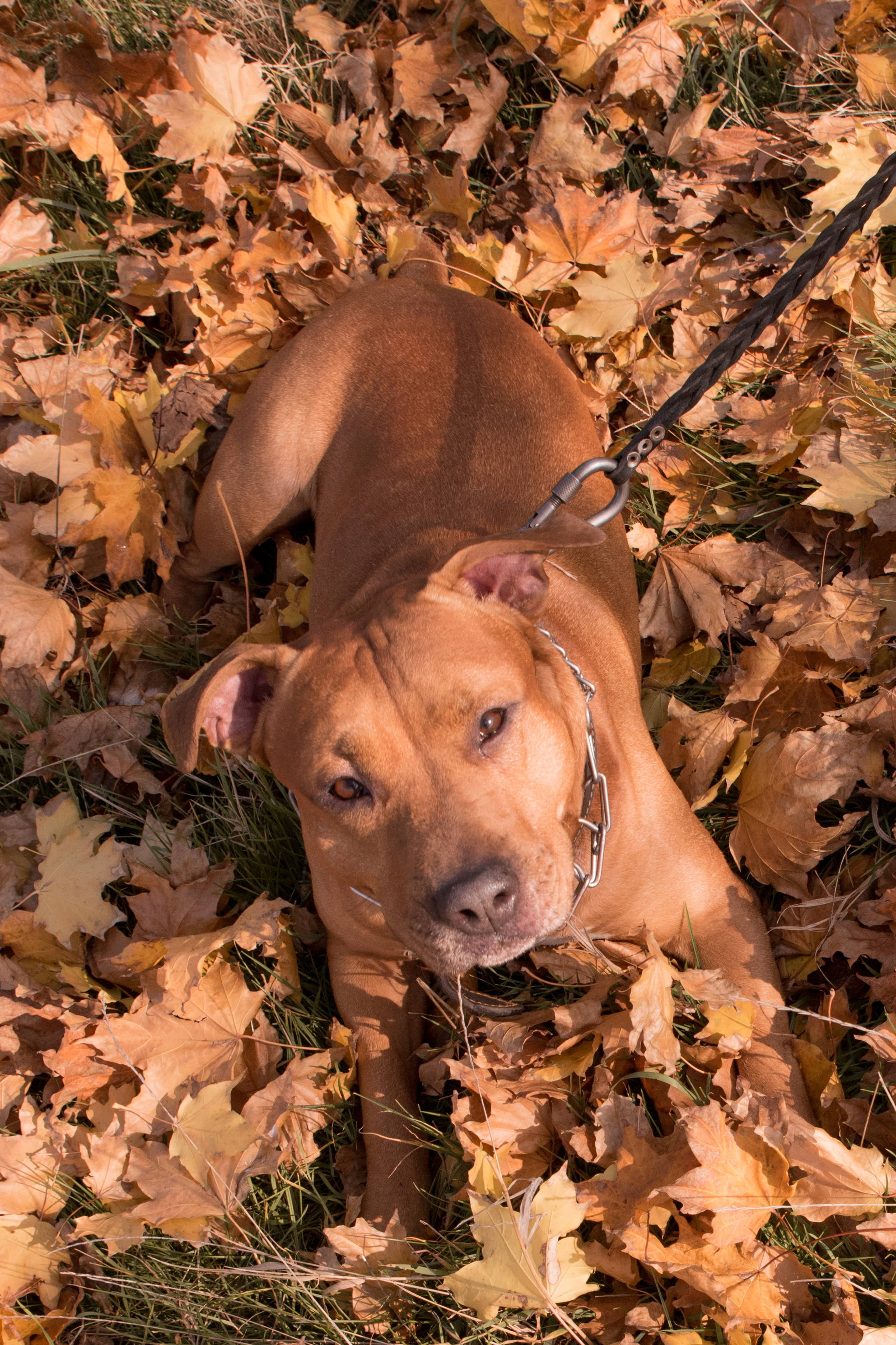 Лера —прогулка на озере с Гектором. Свадебный и семейный фотограф в Ставрополе Евгения Кузьмичева