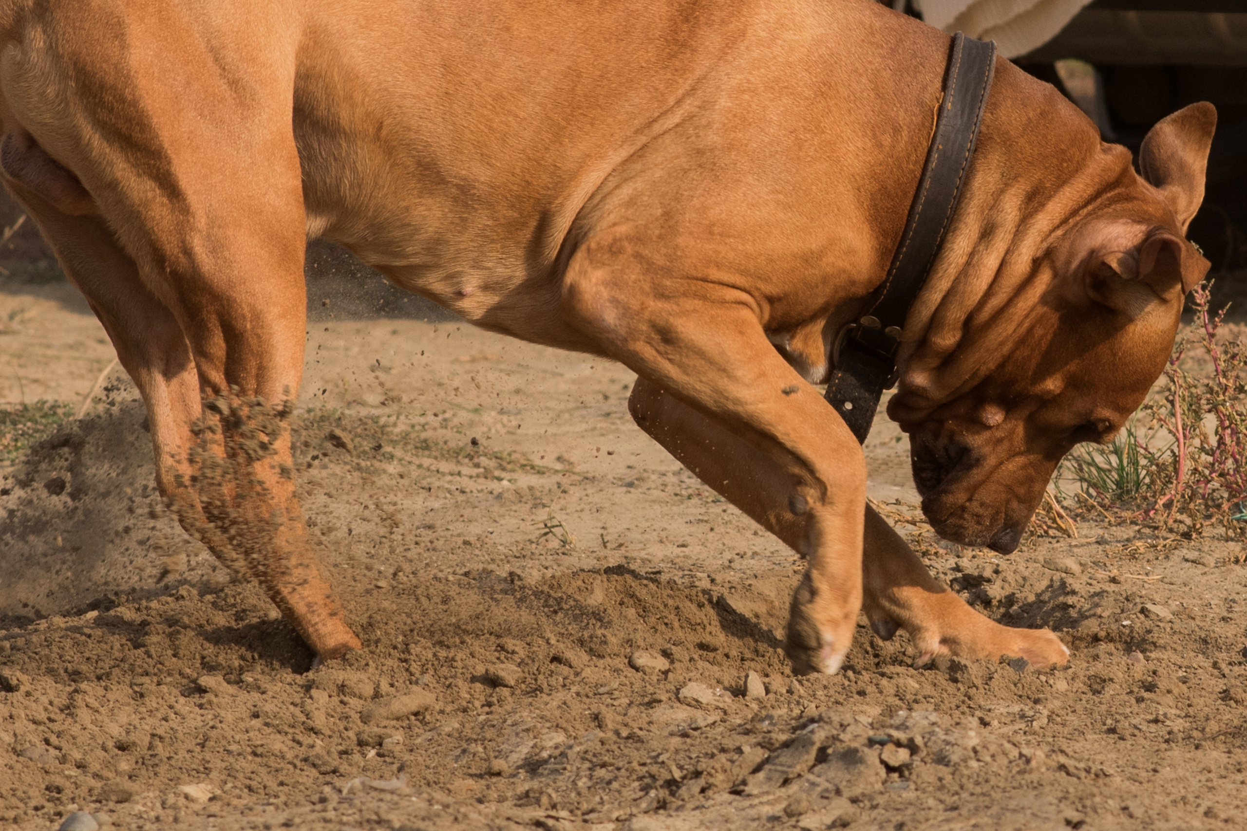 Лера —прогулка на озере с Гектором. Свадебный и семейный фотограф в Ставрополе Евгения Кузьмичева