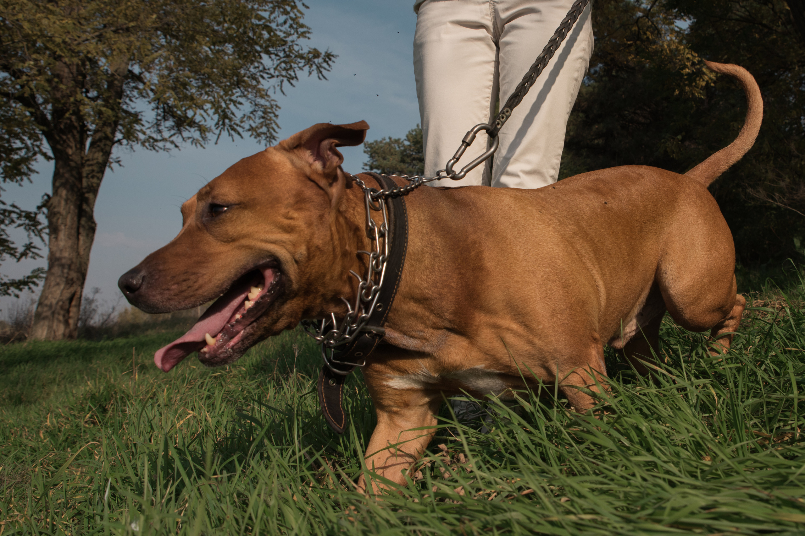 Лера —прогулка на озере с Гектором. Свадебный и семейный фотограф в Ставрополе Евгения Кузьмичева
