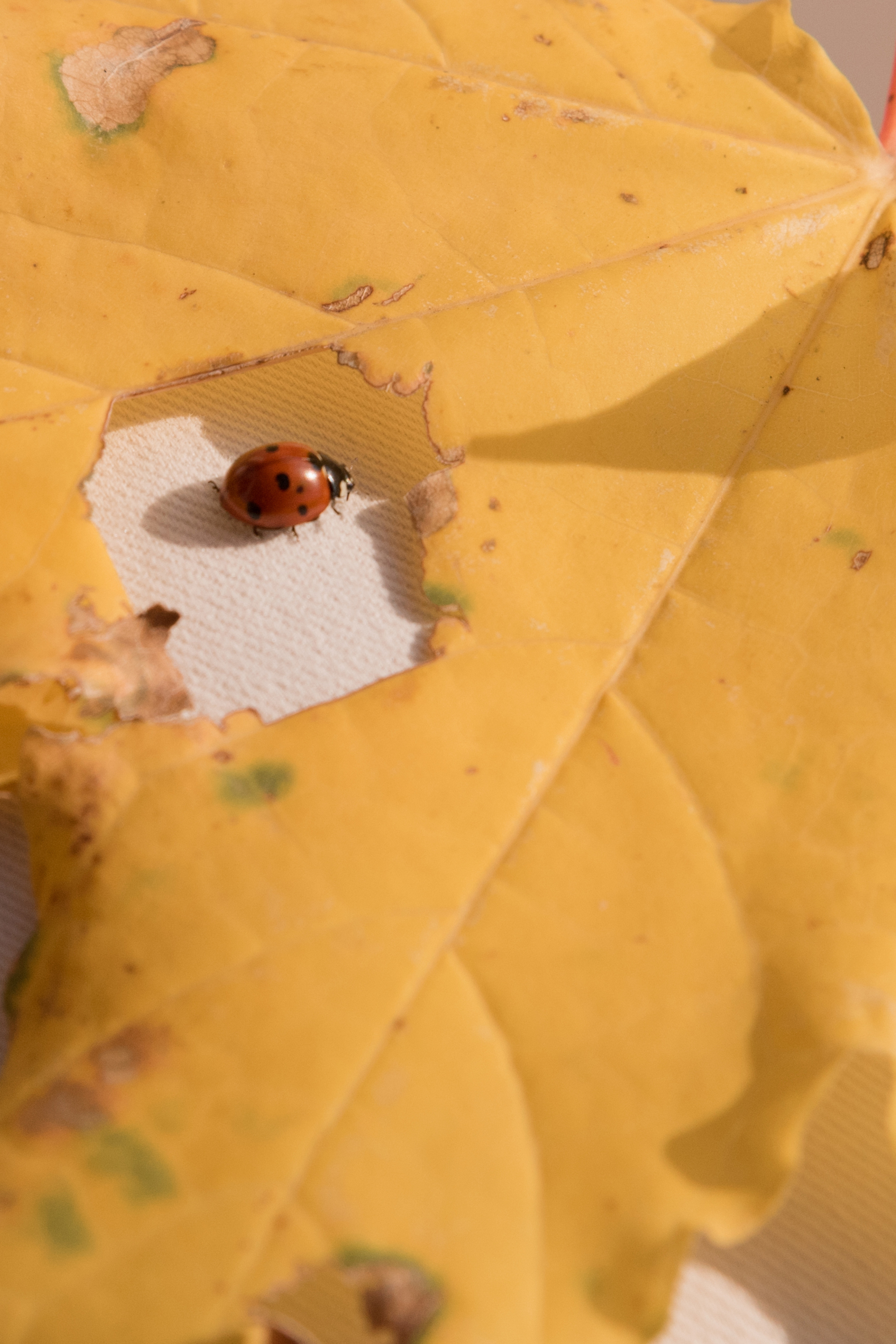 Лера —прогулка на озере с Гектором. Свадебный и семейный фотограф в Ставрополе Евгения Кузьмичева