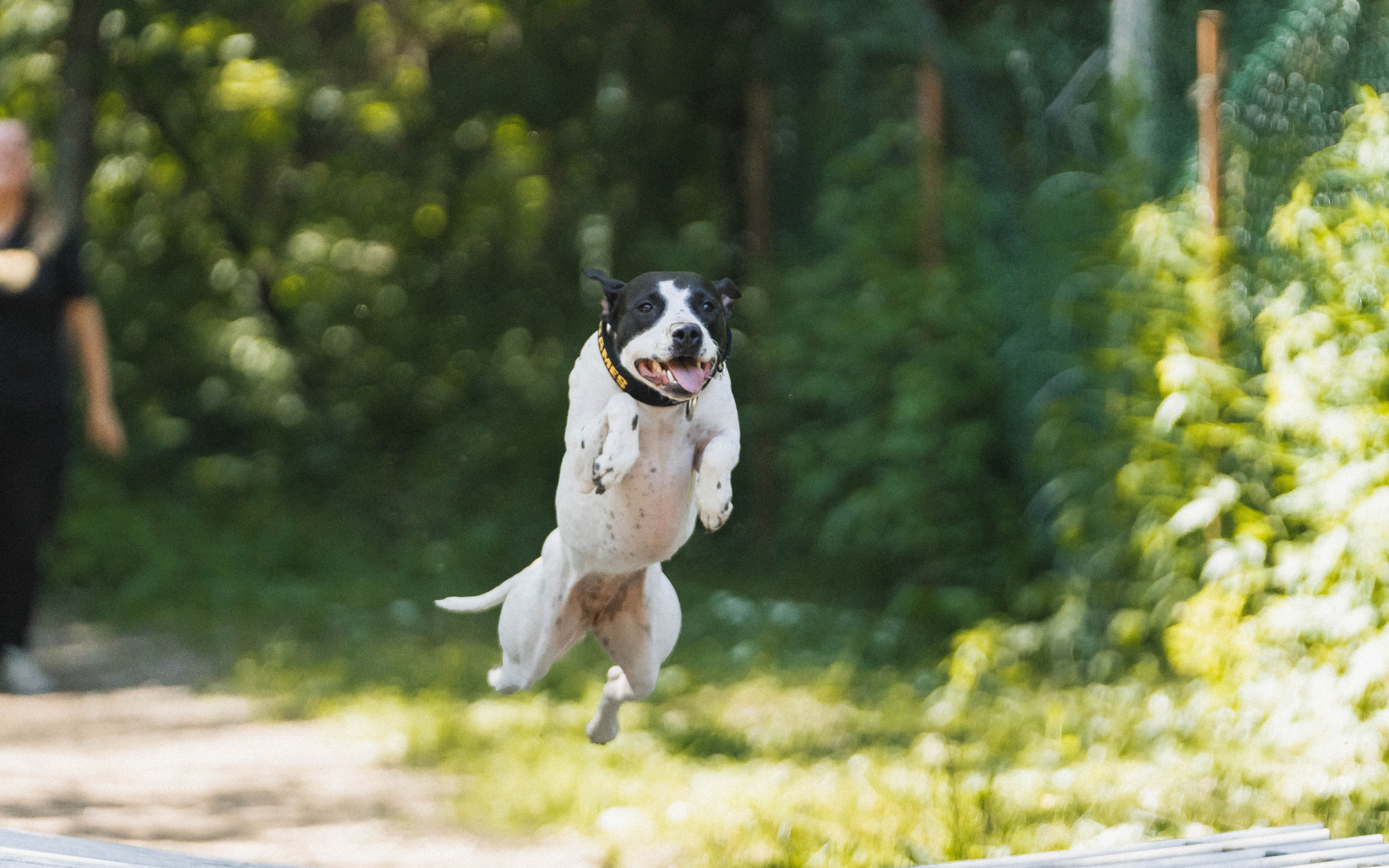Питстафф-многоборье. Фотограф для людей и их питомцев Вика Шальнева