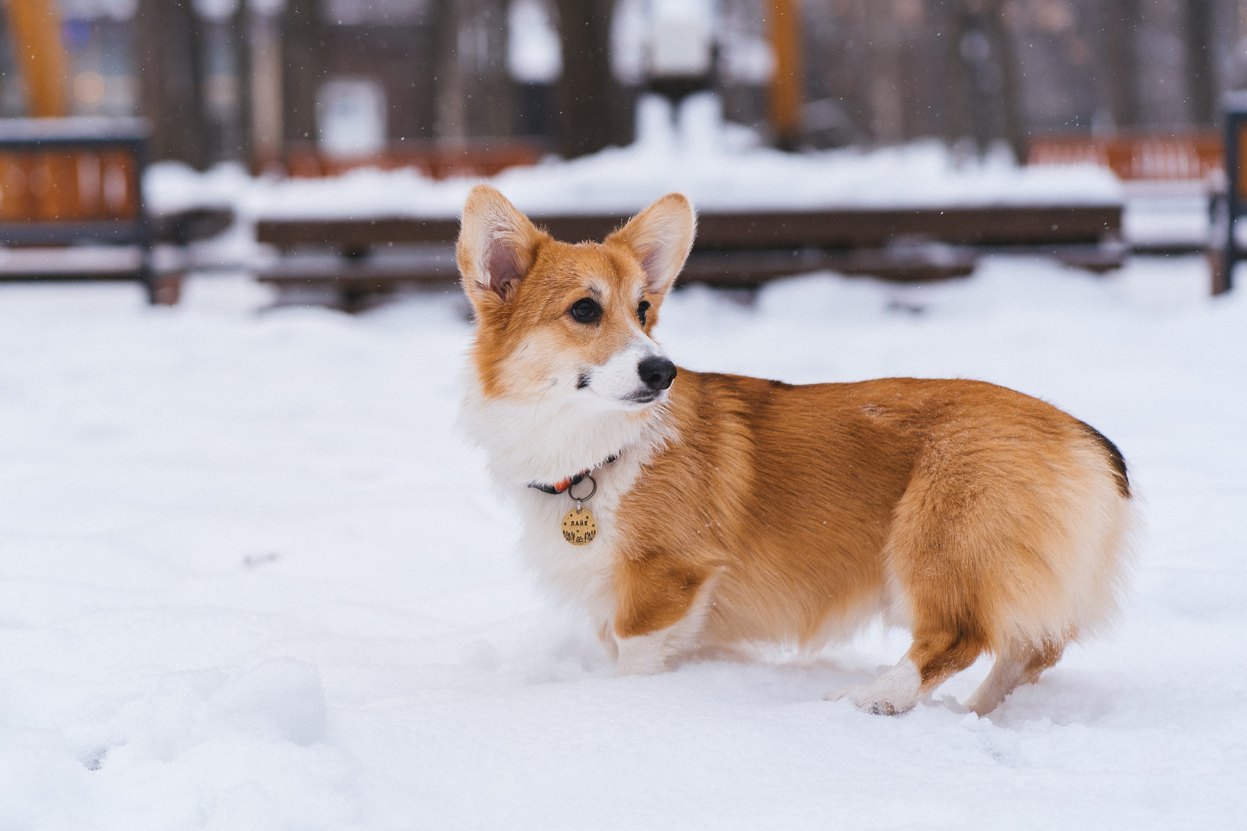 Агата и Лайк. Свадебный фотограф в Москве Анна Полушина