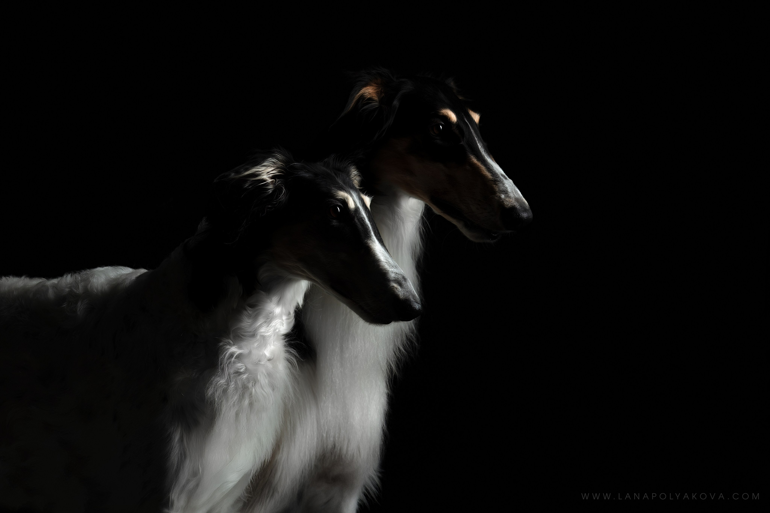 СТУДИЯ. ФОТОГРАФ-АНИМАЛИСТ l LANA POLYAKOVA