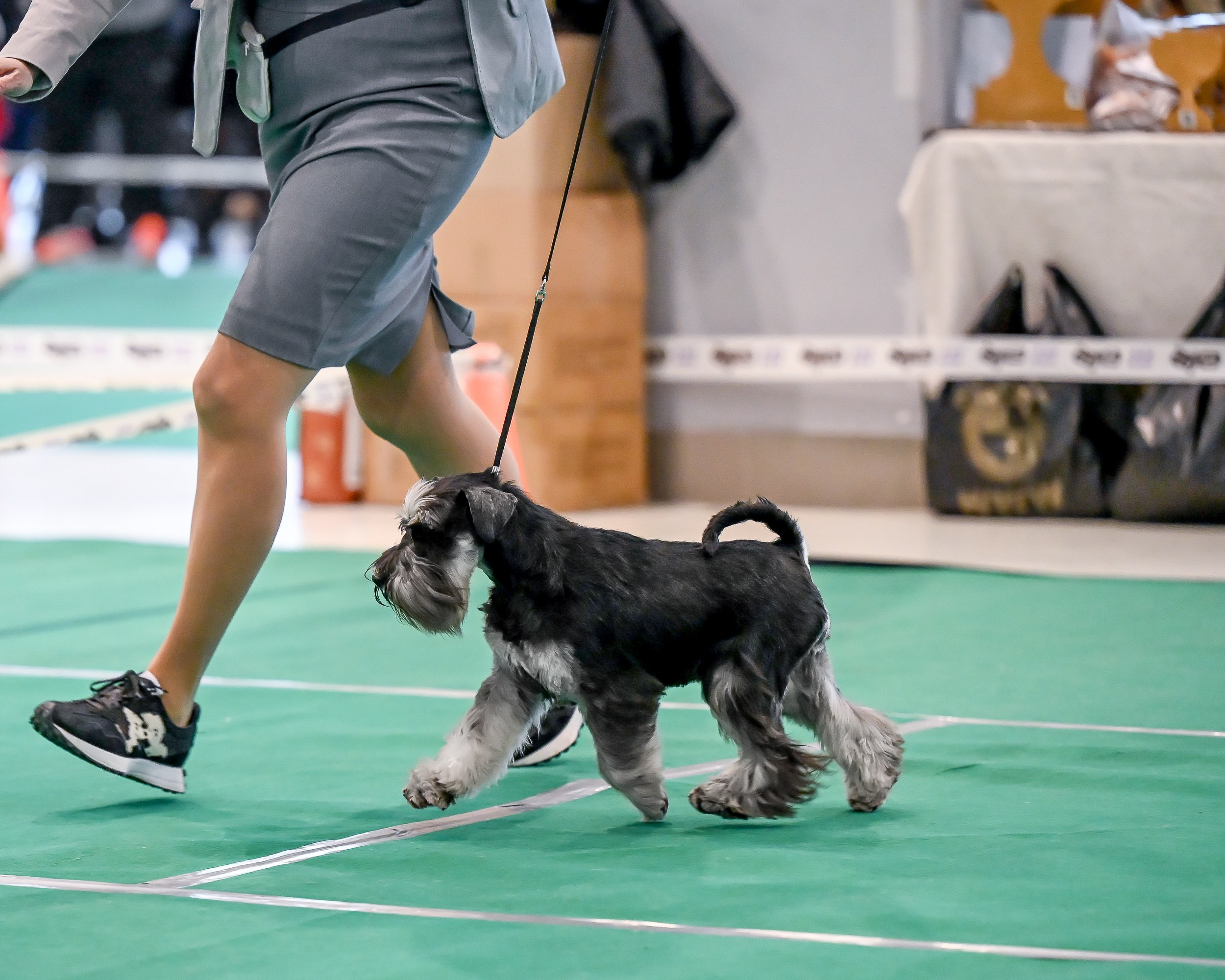Бъянка/ Delinso Balance Cinzano Bianco. Питомник цвергшнауцеров в Беларуси «Делинсо Бэлэнс»