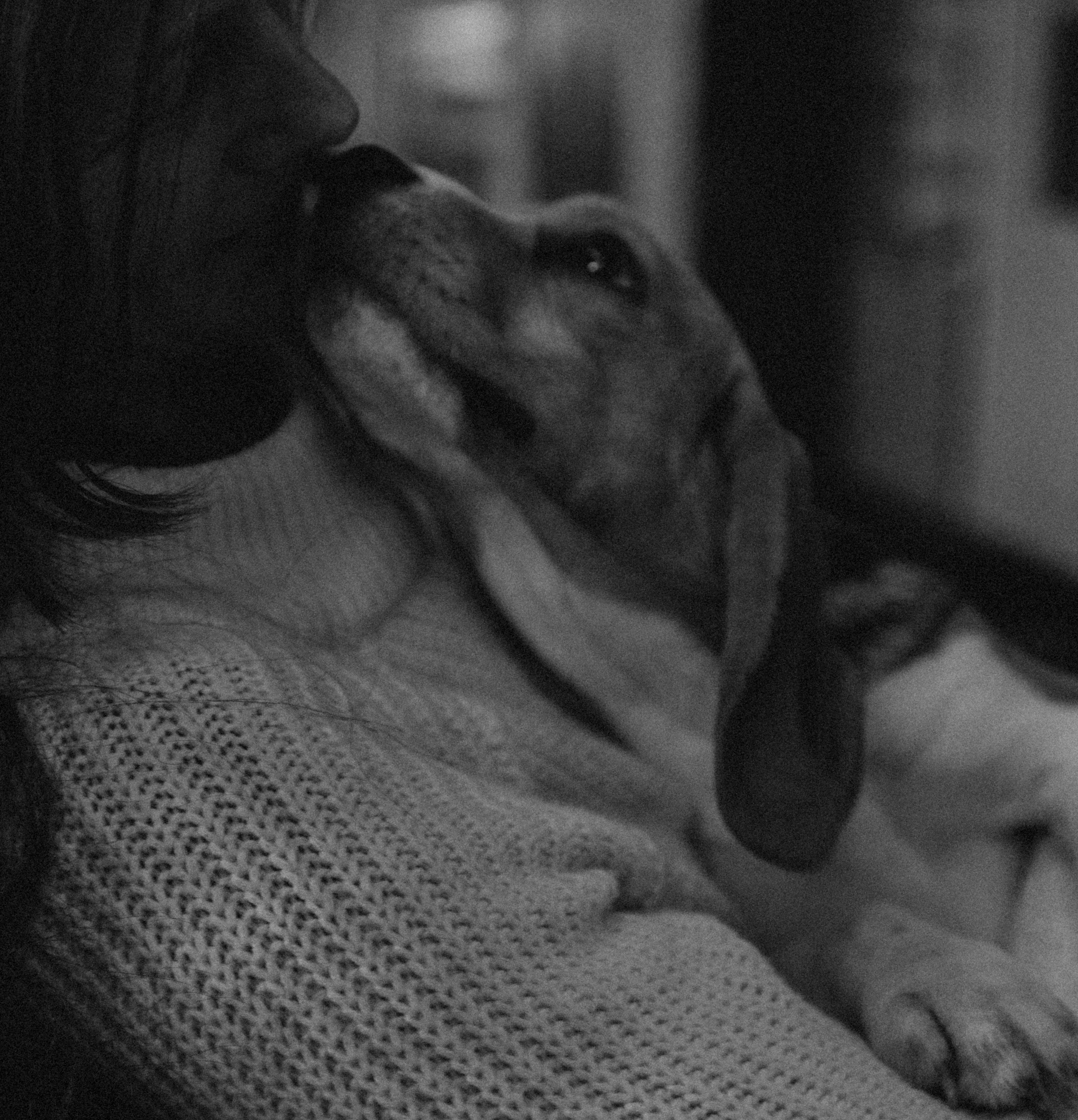 Маша, бигль Вера и её ферма. Семейный фотограф в Москве Алёна Чача