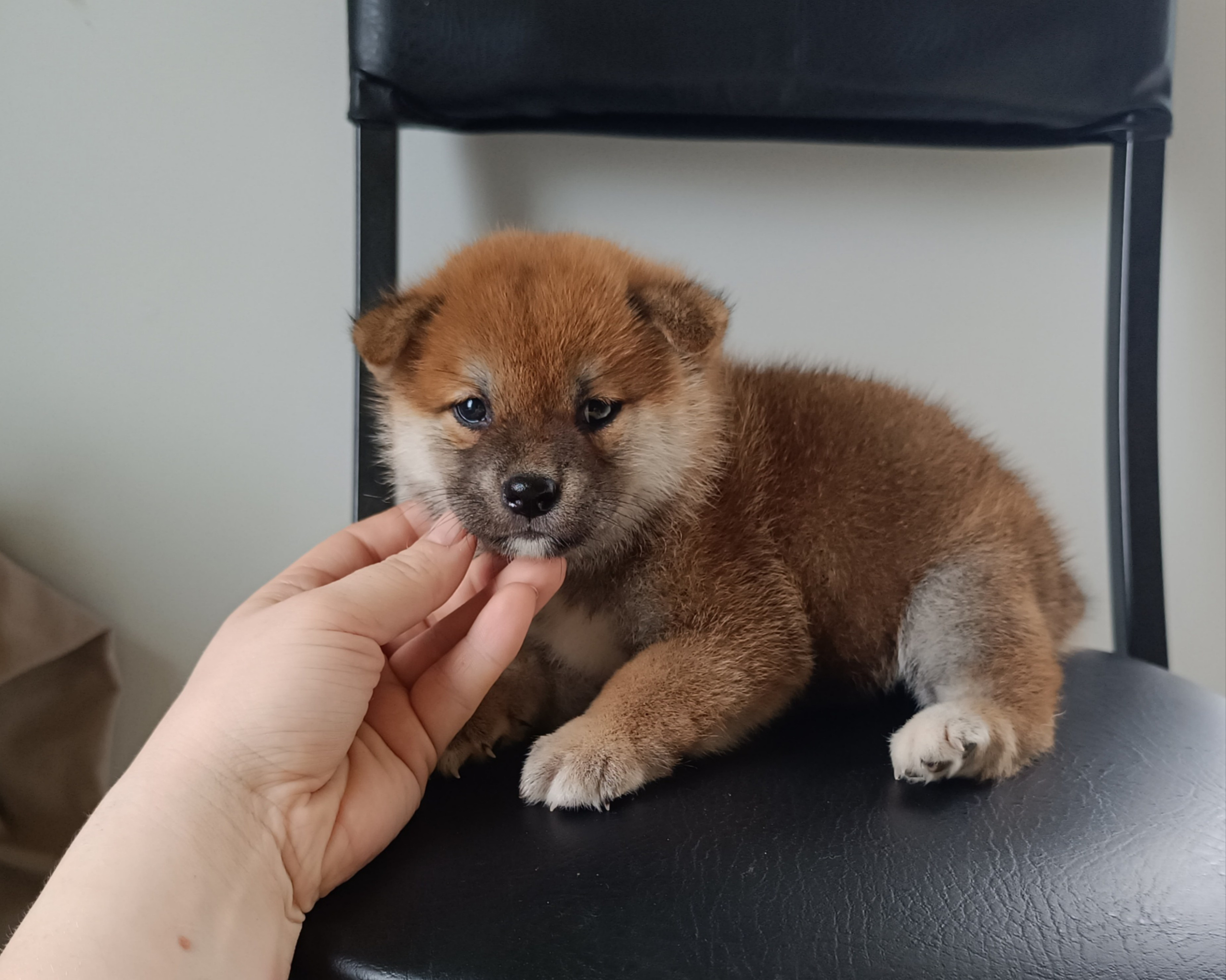 сиба питомник Рубилайт щенки на продажу rubylight  сиба щенки купить СПб Санкт-Петербург 