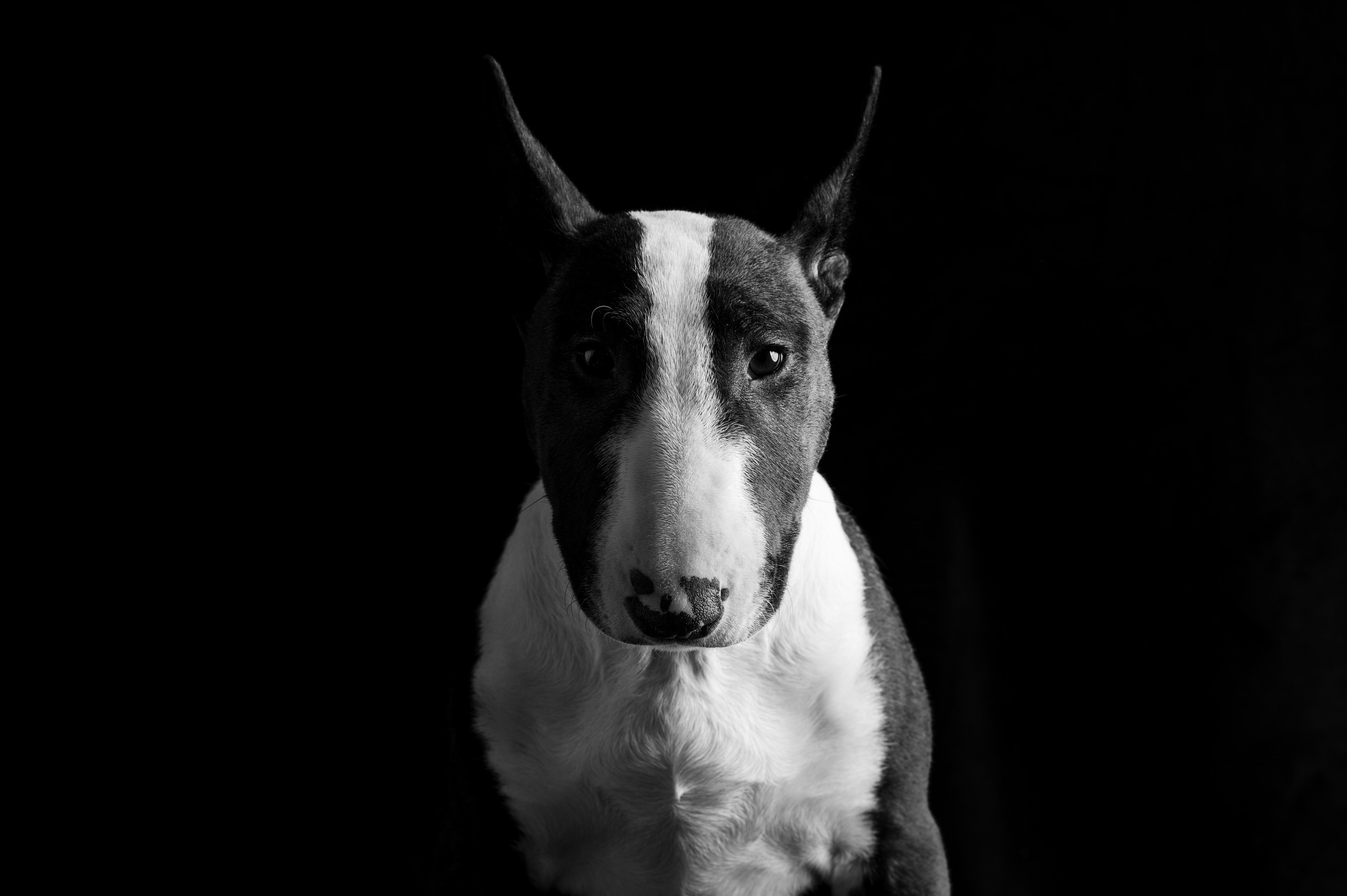 Рома | бультерьер. Alexandrovna photography
