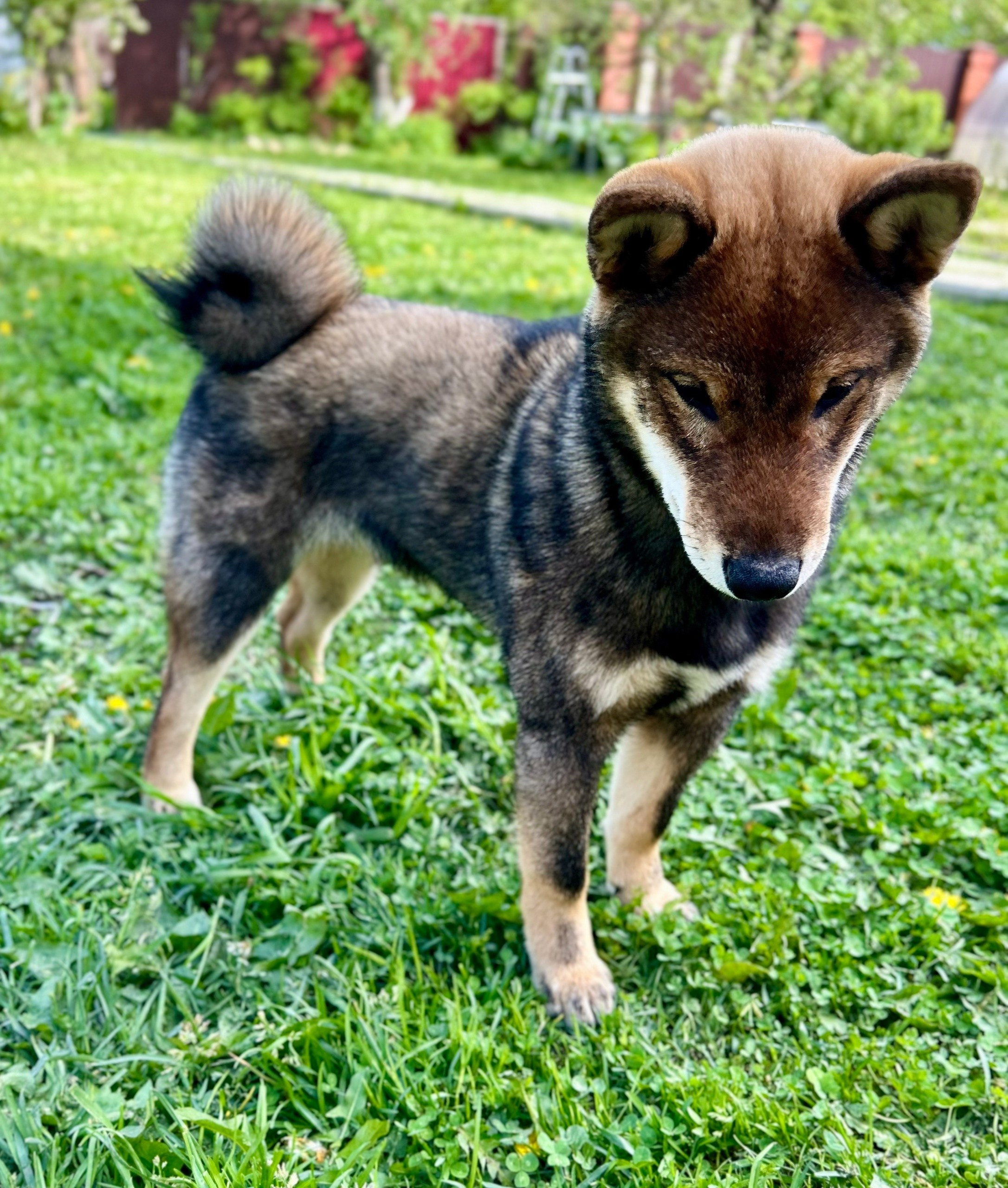 Шаман (сезам) * Шу_ Шаолинь Цукан. AMERICAN AKITA RUBYLIGHT KENNEL I SHIBA-INU
