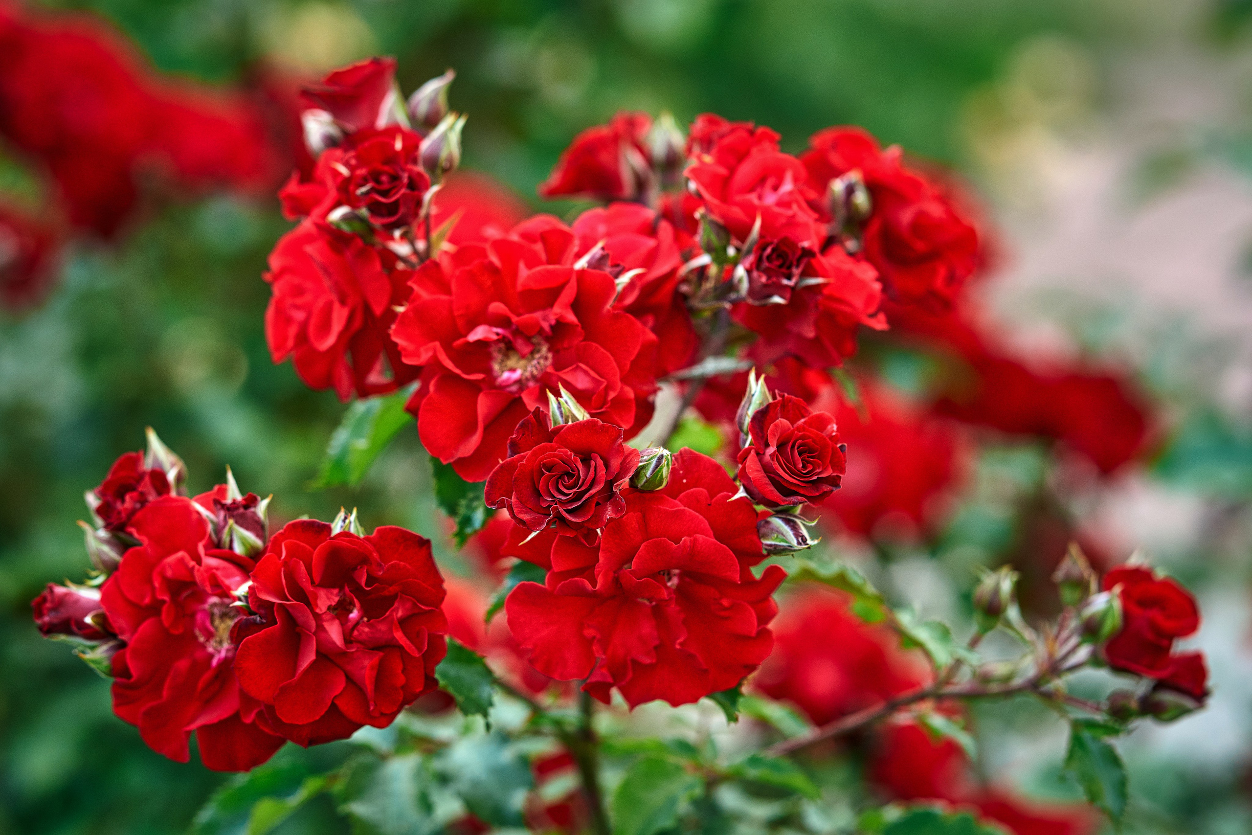 Наша мать — природа. Фотограф Владимир Артамонов