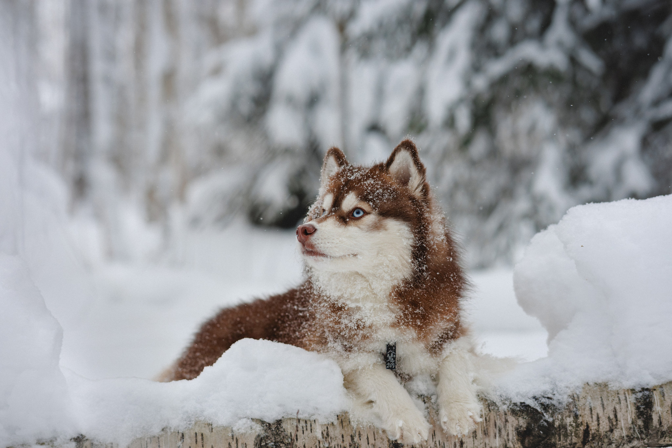Полина и Миша. Фотограф в Санкт-Петербурге Алёна Губинская