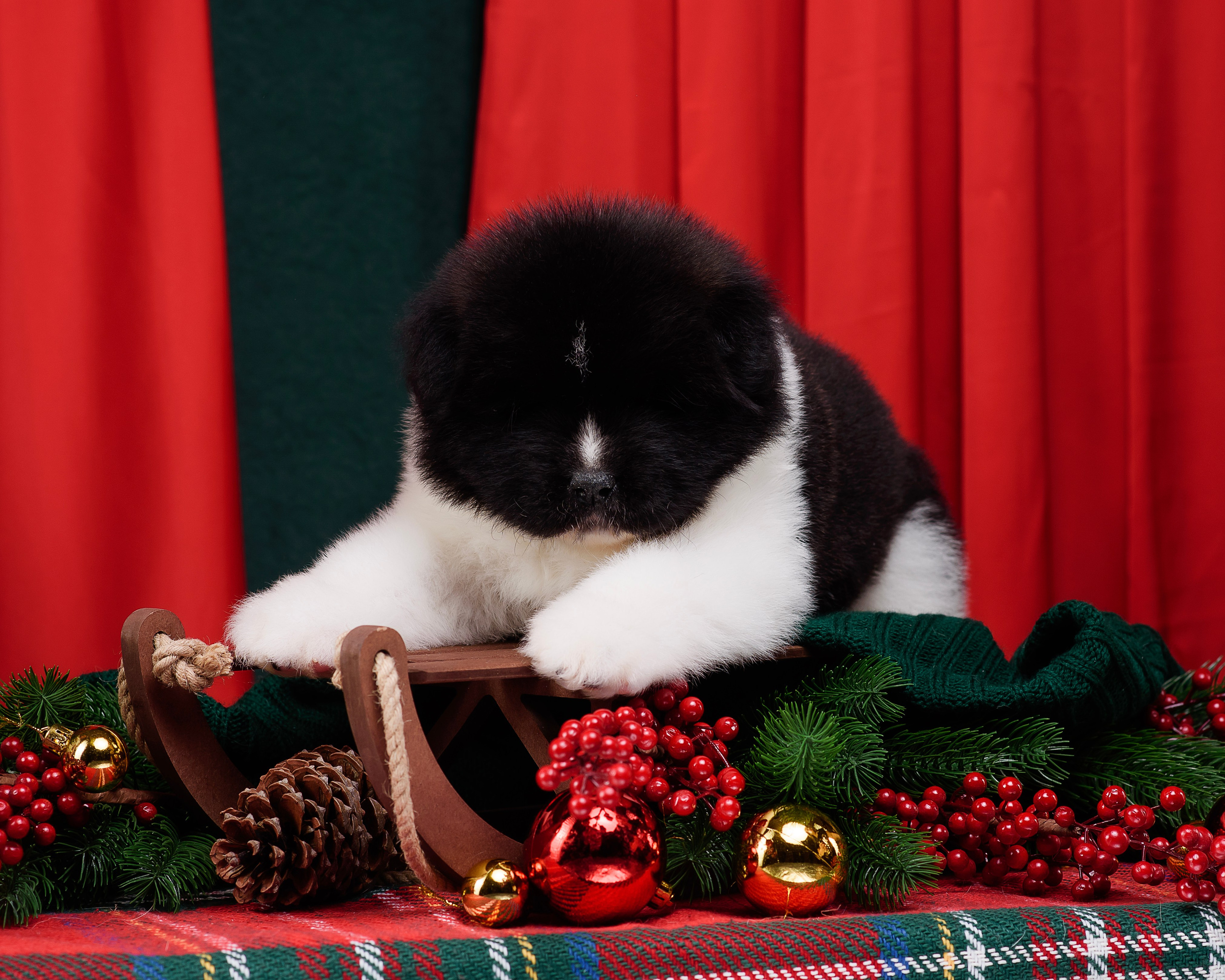 Щенки Американской Акиты. Фотограф — Анималист | Анна Абрамова