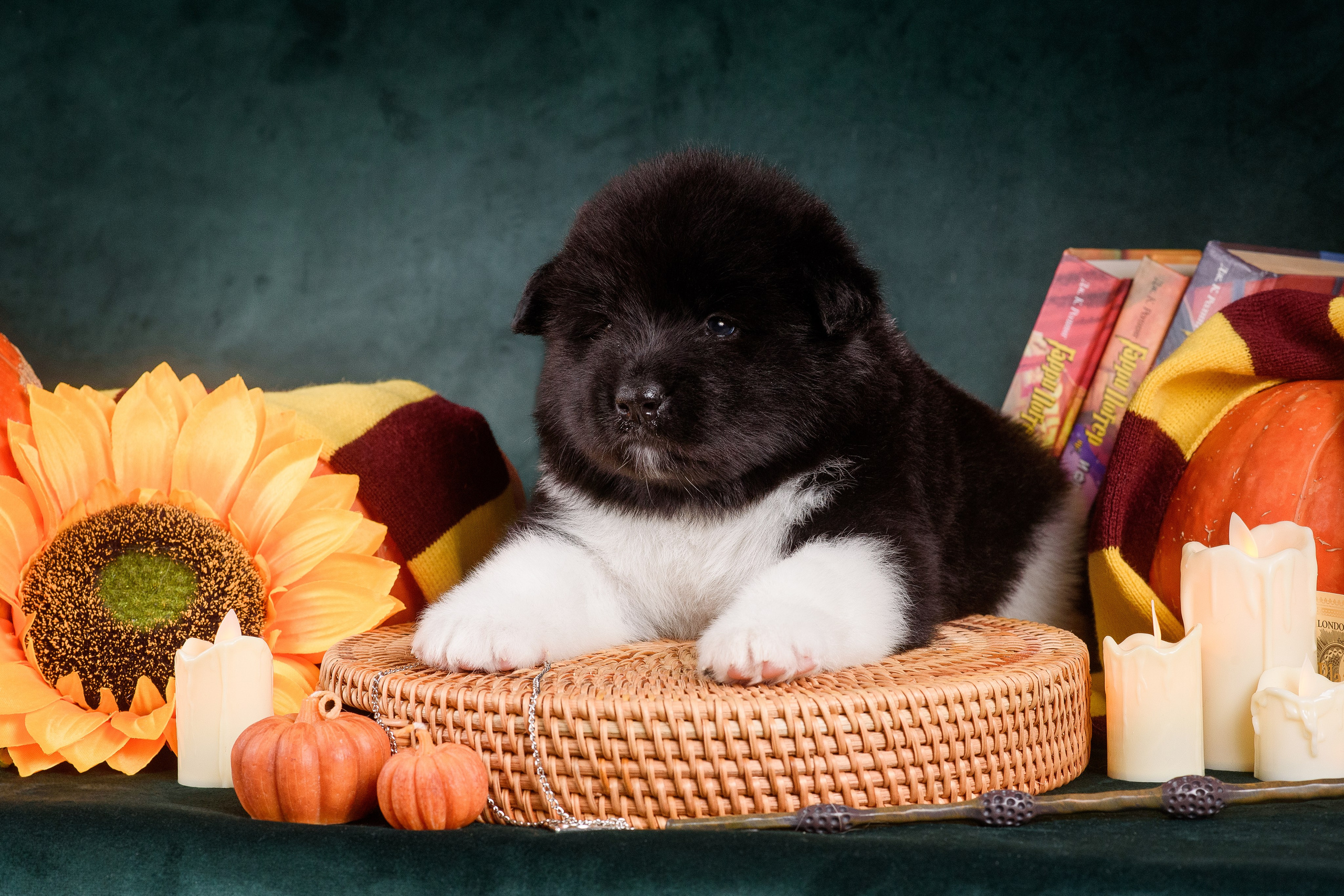 Щенки Американской Акиты — 04.11.2024. Фотограф — Анималист | Анна Абрамова