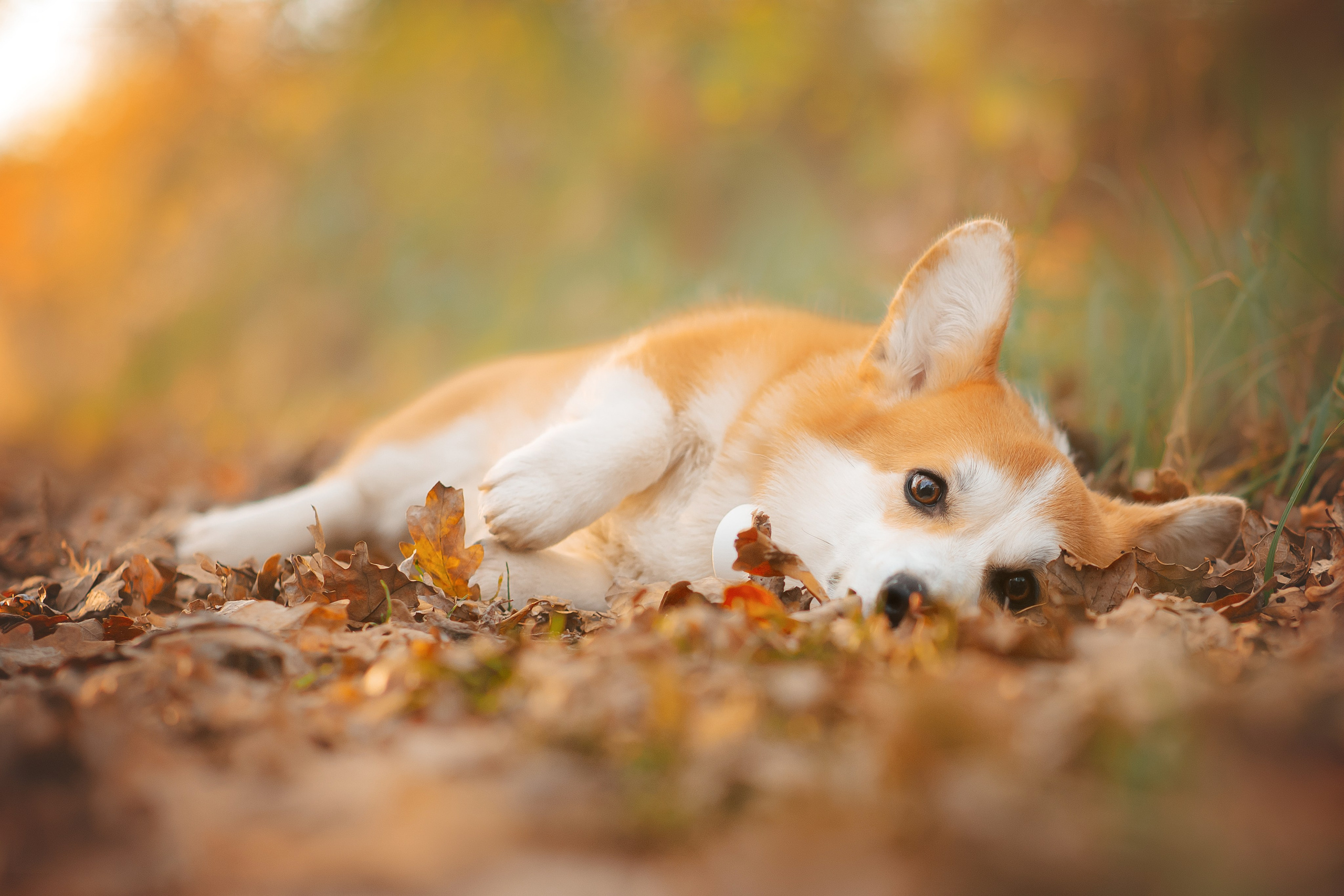 Максим, Надя, Рой и Шелби — 13.10.2024. Фотограф — Анималист | Анна Абрамова