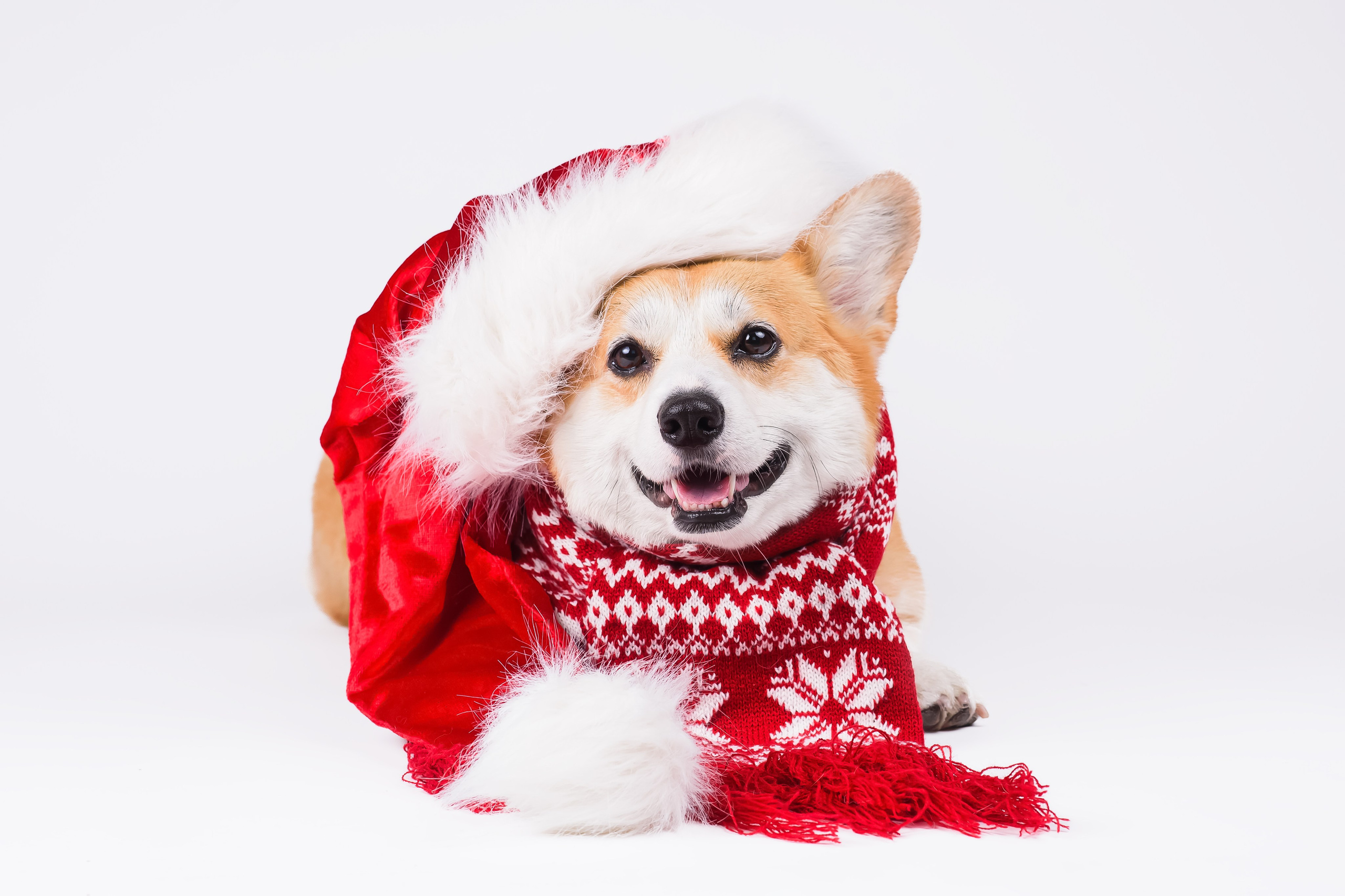 Лея на однотонном фоне. Фотограф — Анималист | Анна Абрамова