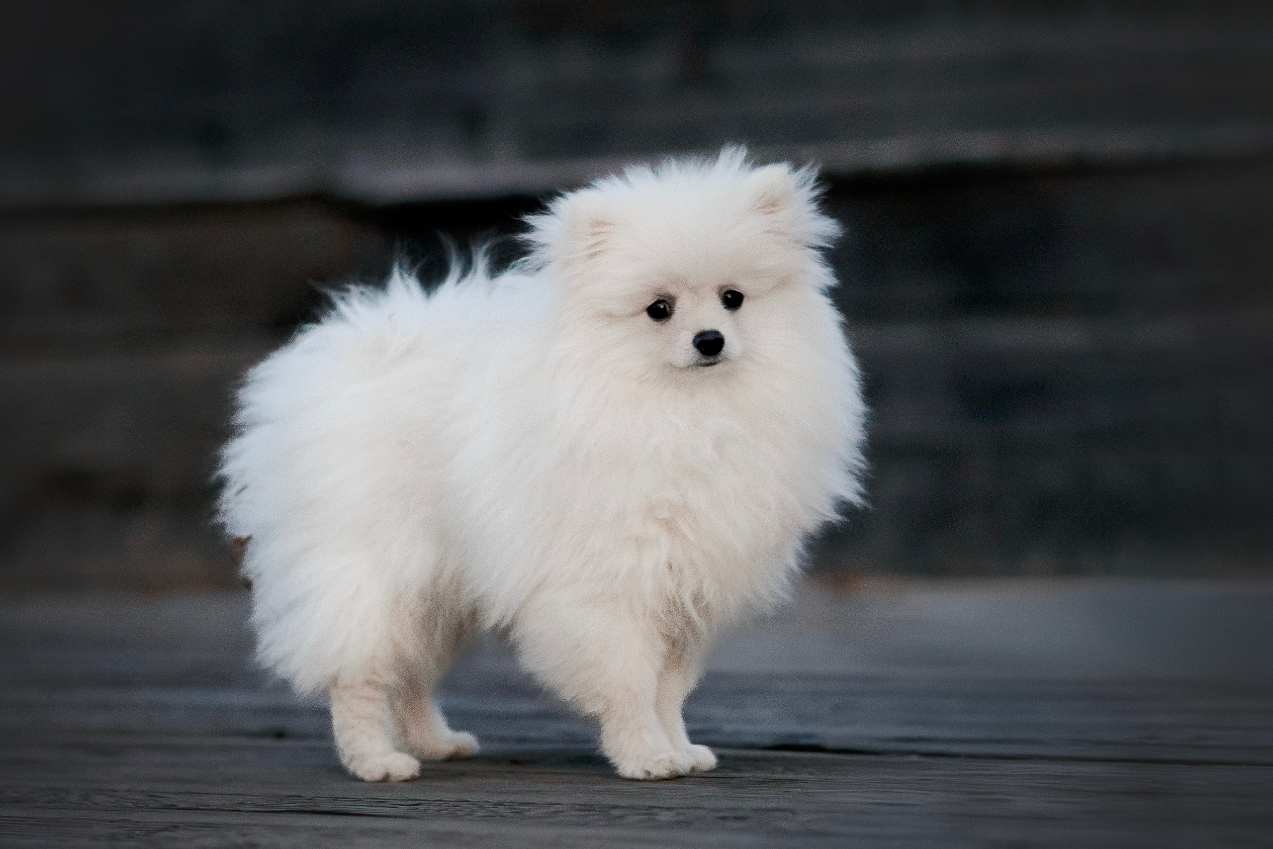 Малый немецкий шпиц — 18.09.2025. Фотограф — Анималист | Анна Абрамова