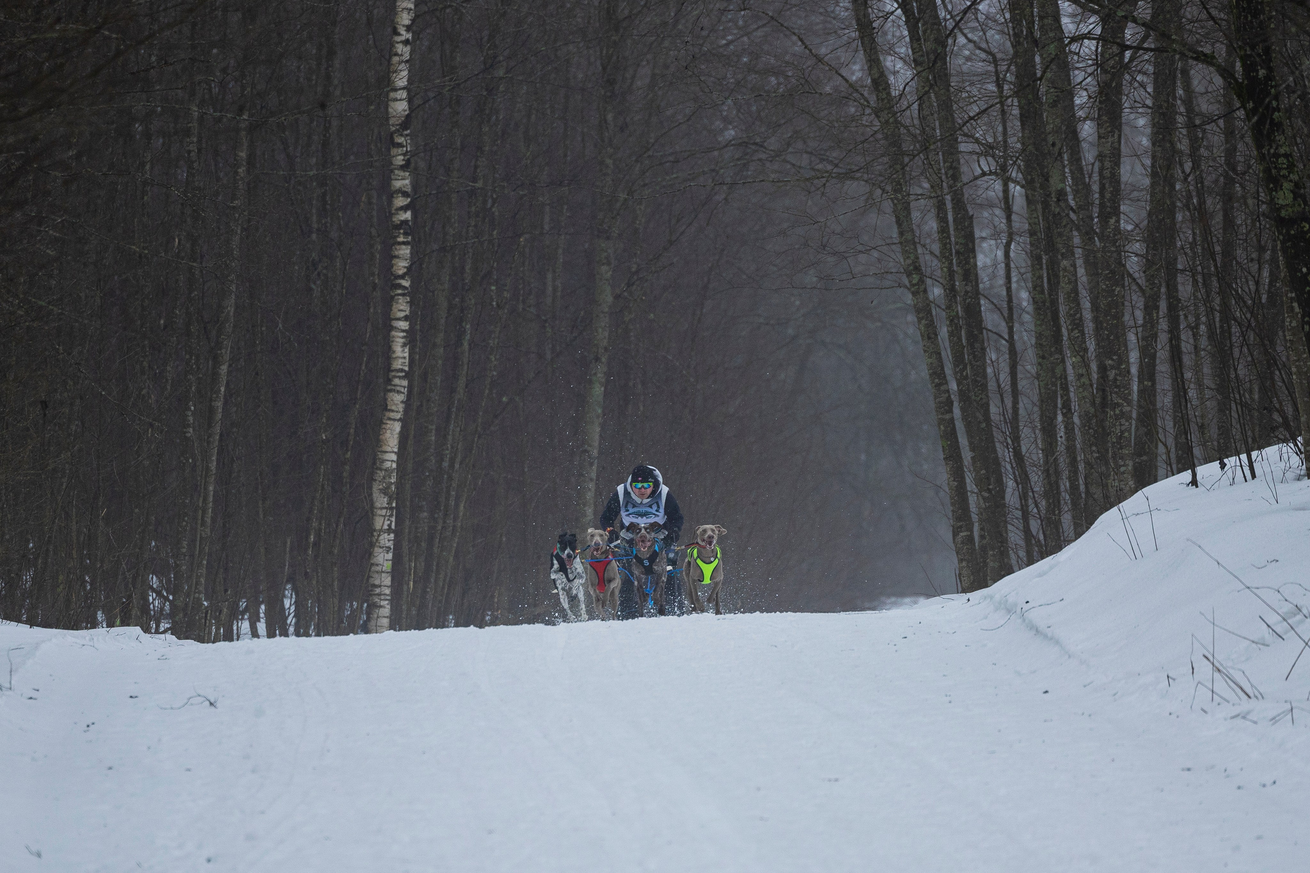 Зимний Чемпионат Санкт-Петербурга по ездовому спорту. Фотограф-анималист Анна Маринич