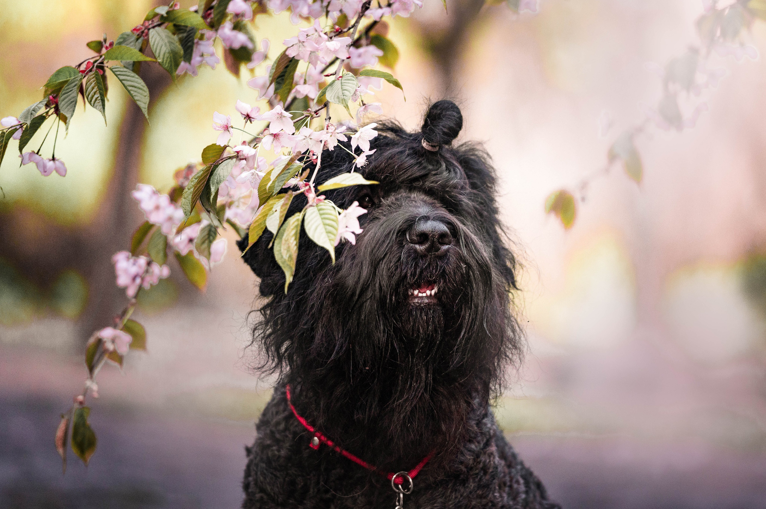 Черныши, сакура и краски холи. Фотограф-анималист