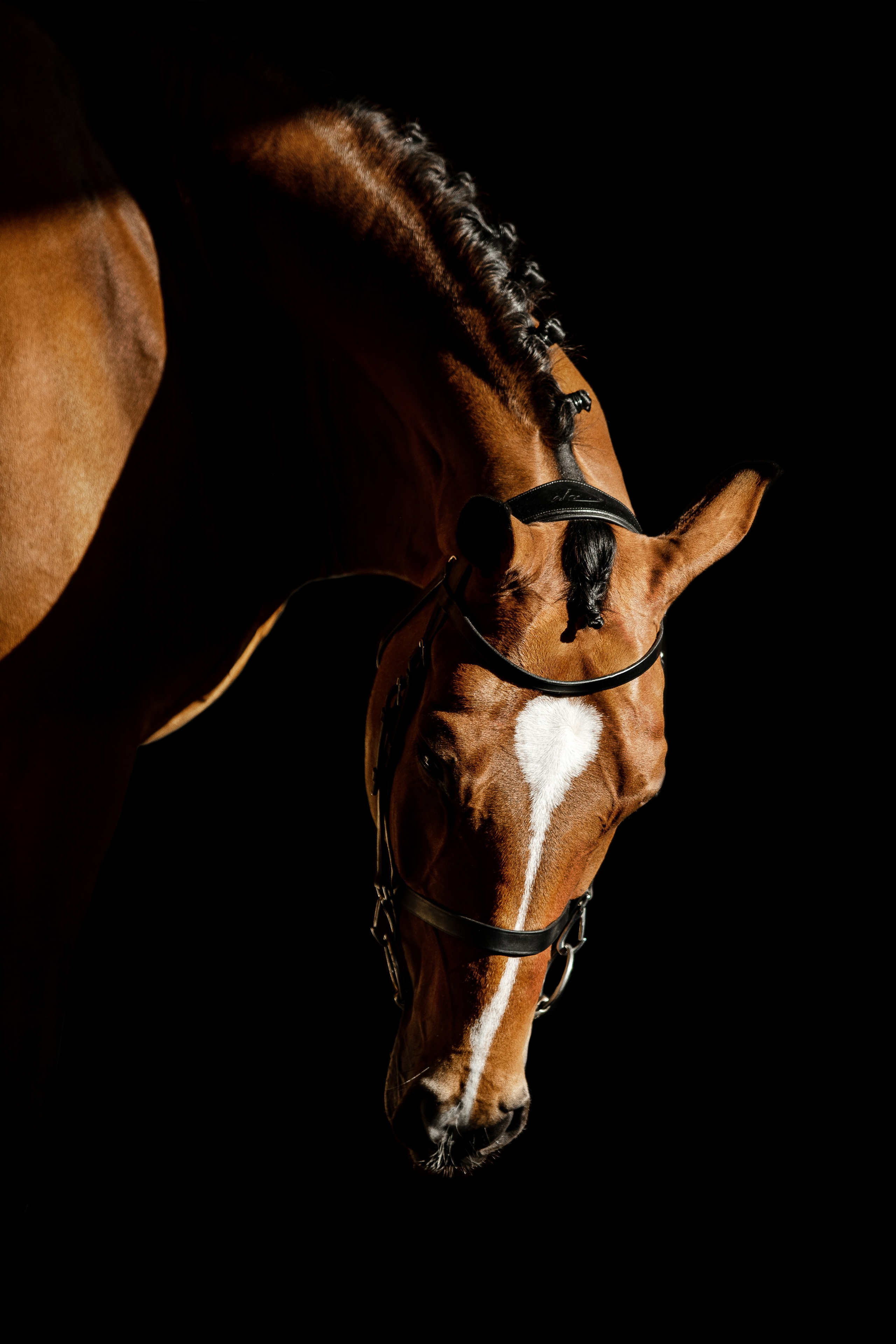 Конные портреты. Veronika Makeeva horse photo