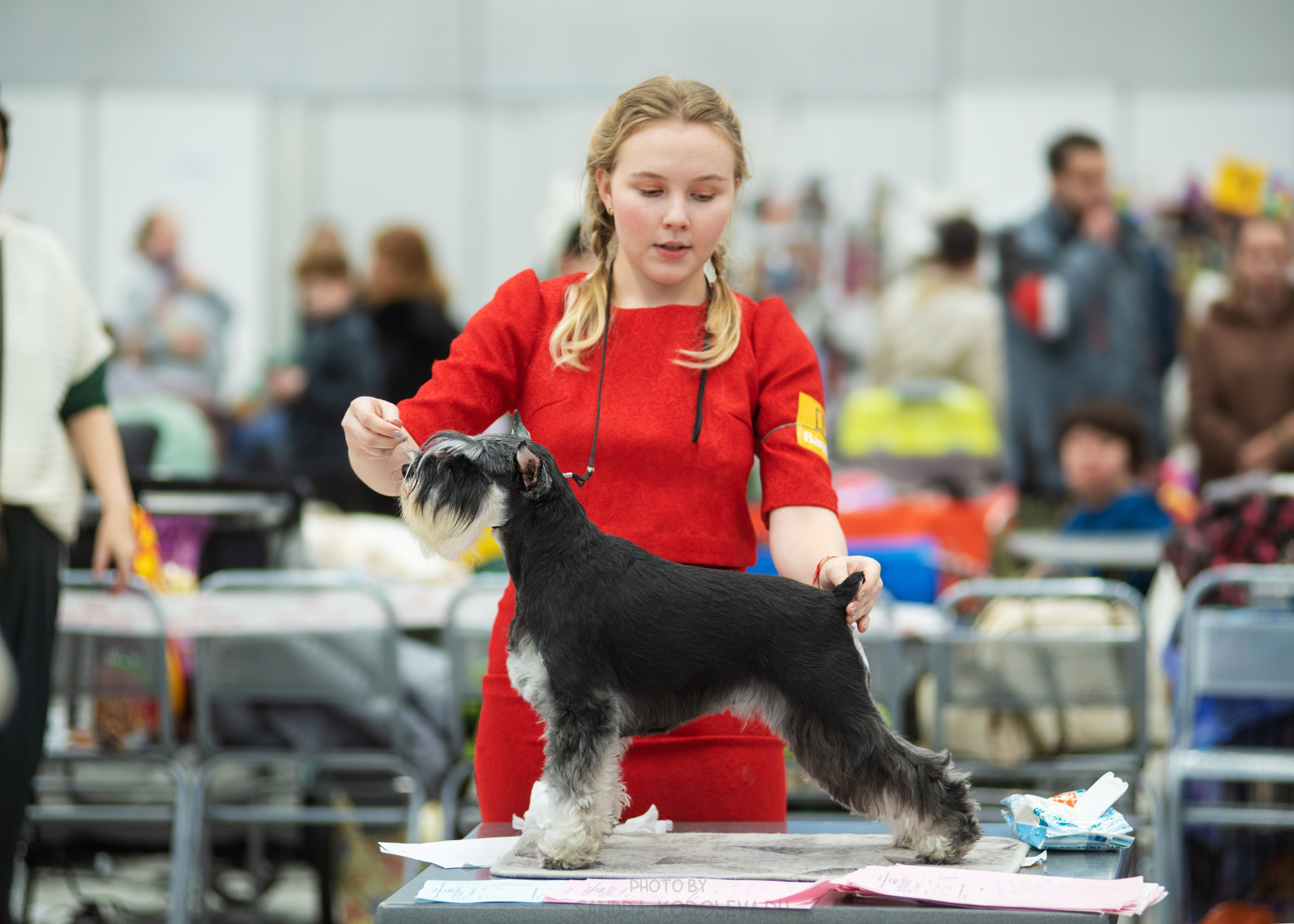 Выставка собак тюмень 14.01.2023. Дог-фотограф в Тюмени Александра Королева